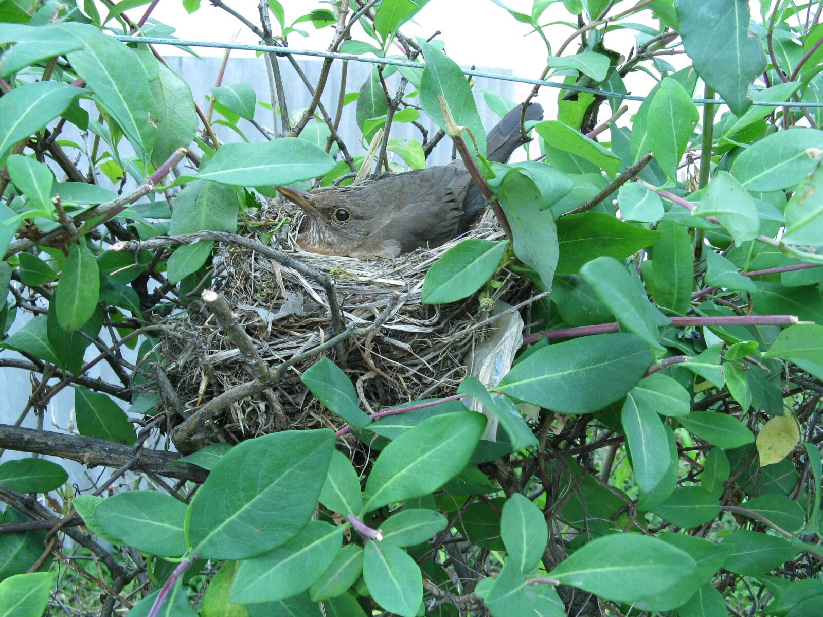 Canon POWERSHOT A720 IS sample photo. Bird, nest, nesting photography