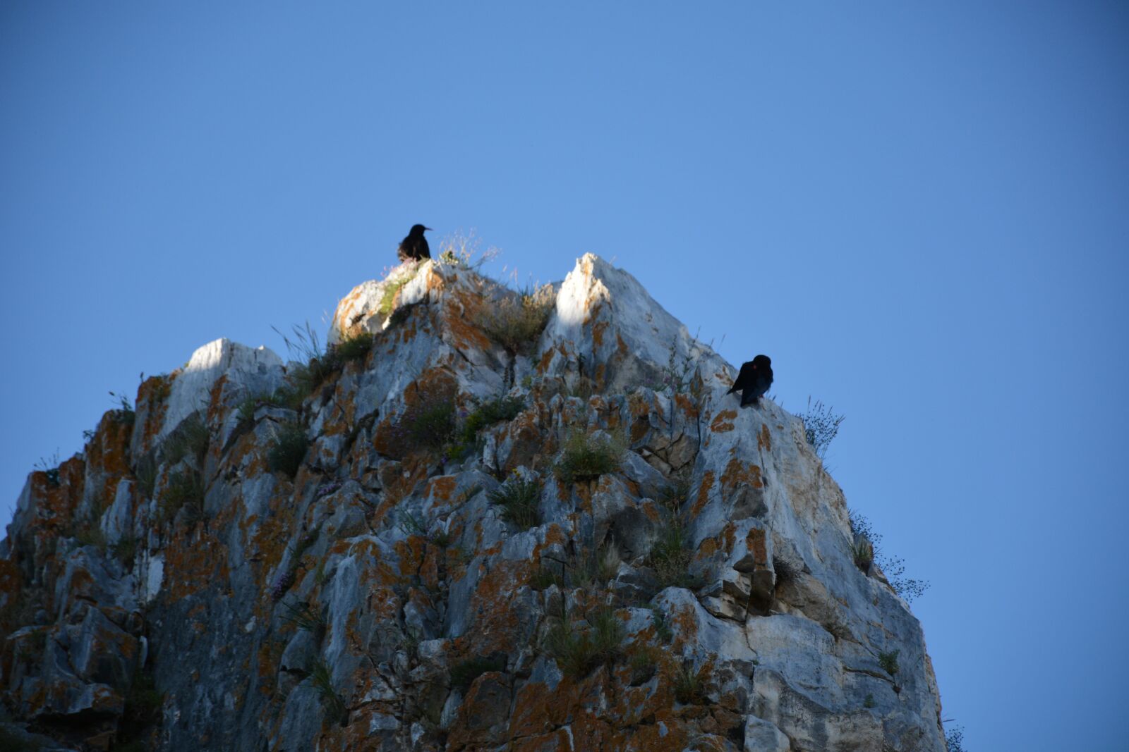 Nikon D7100 sample photo. Rock, bird, nature photography