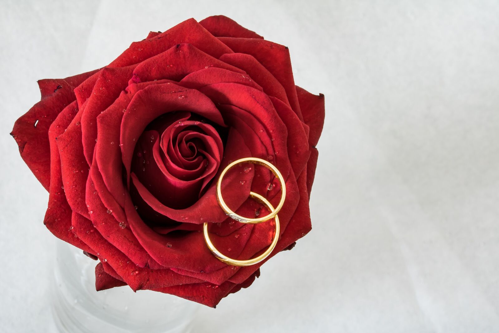 Canon EF-S 60mm F2.8 Macro USM sample photo. Wedding rings, rose, rings photography