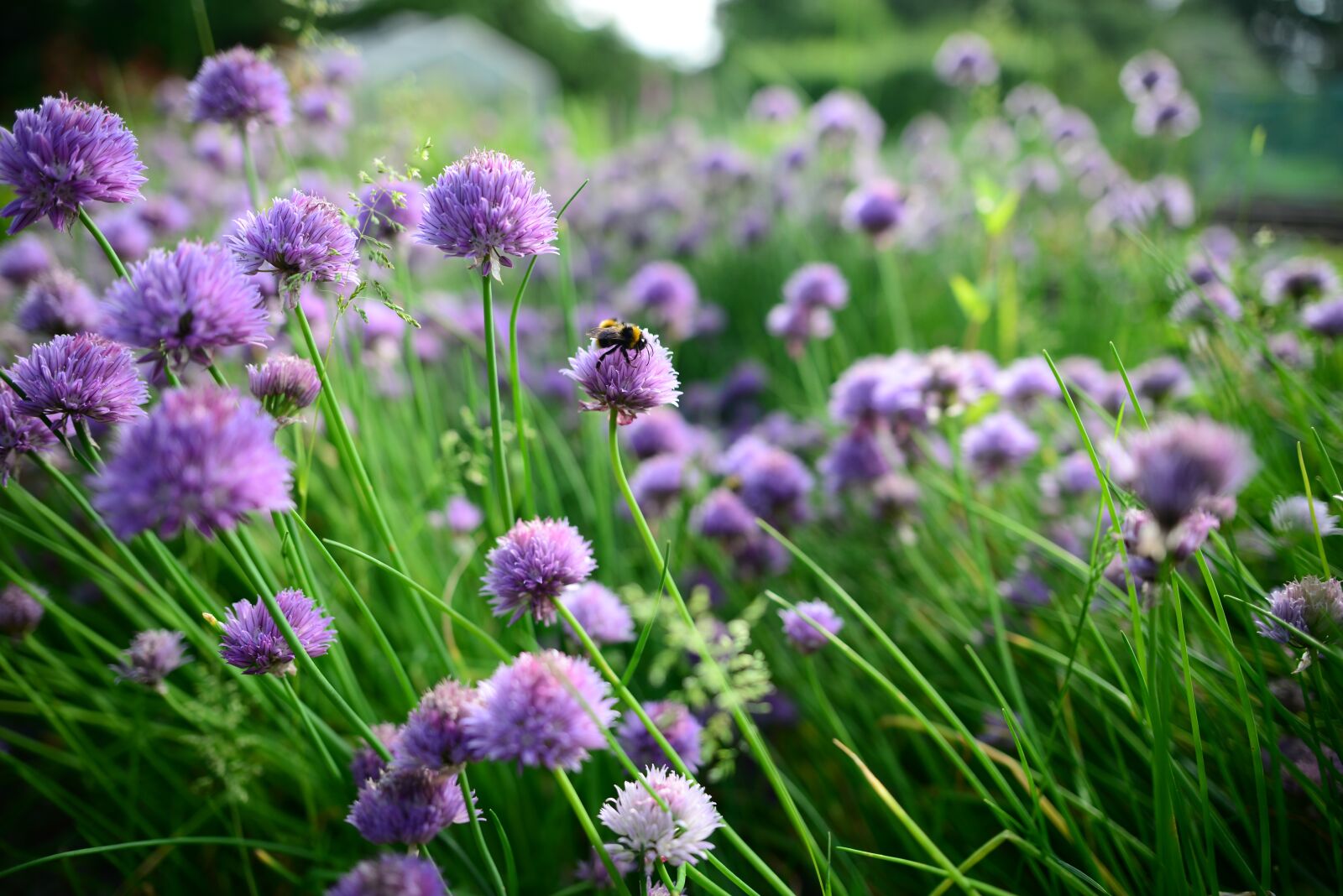 Nikon D610 sample photo. Spring, chives, bees photography