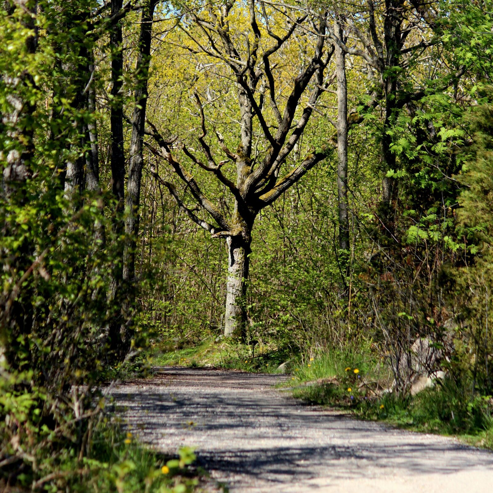 Canon EF-S 55-250mm F4-5.6 IS II sample photo. Forest, spring, nature photography
