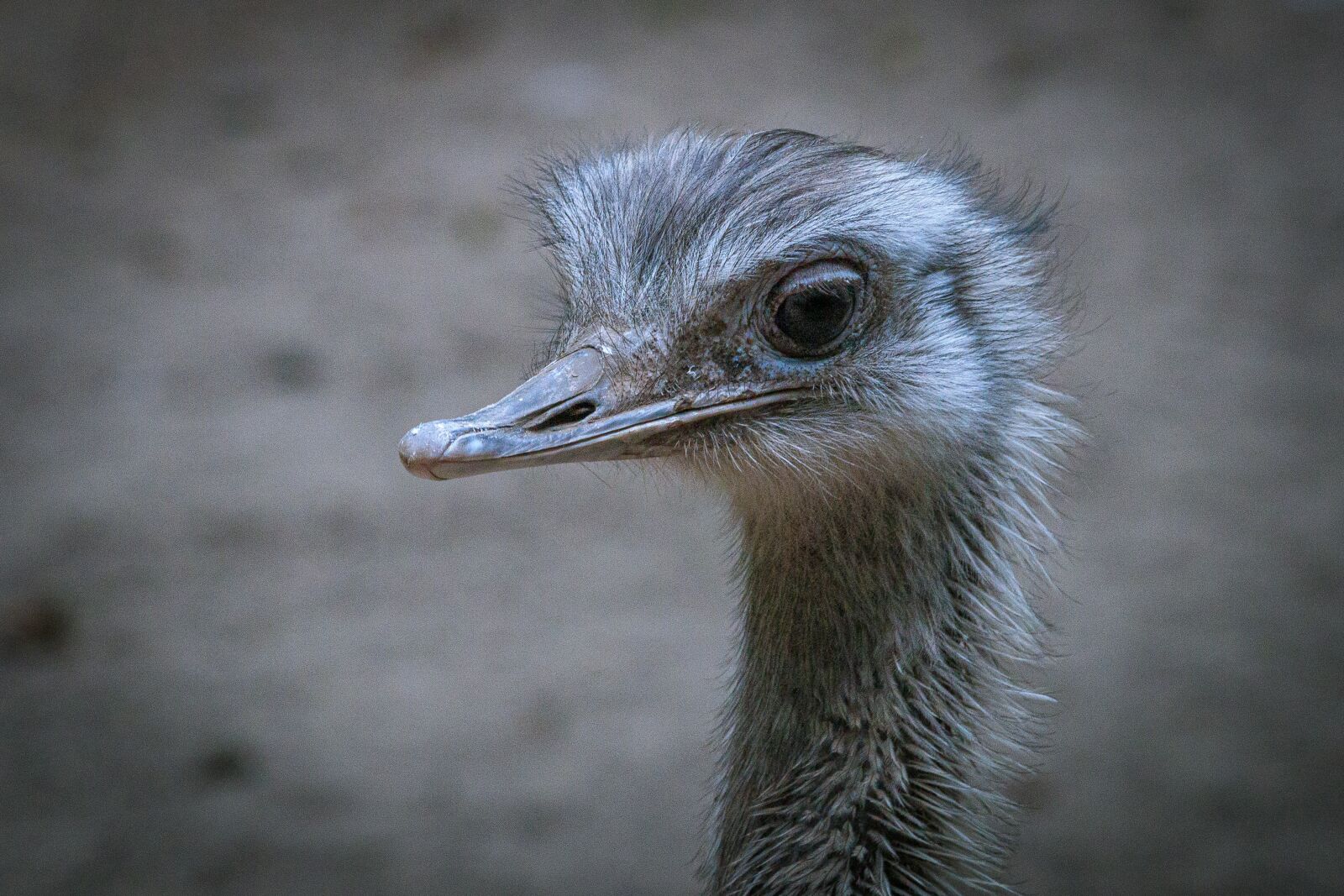 Canon EOS 80D sample photo. Emu, bouquet, flightless bird photography