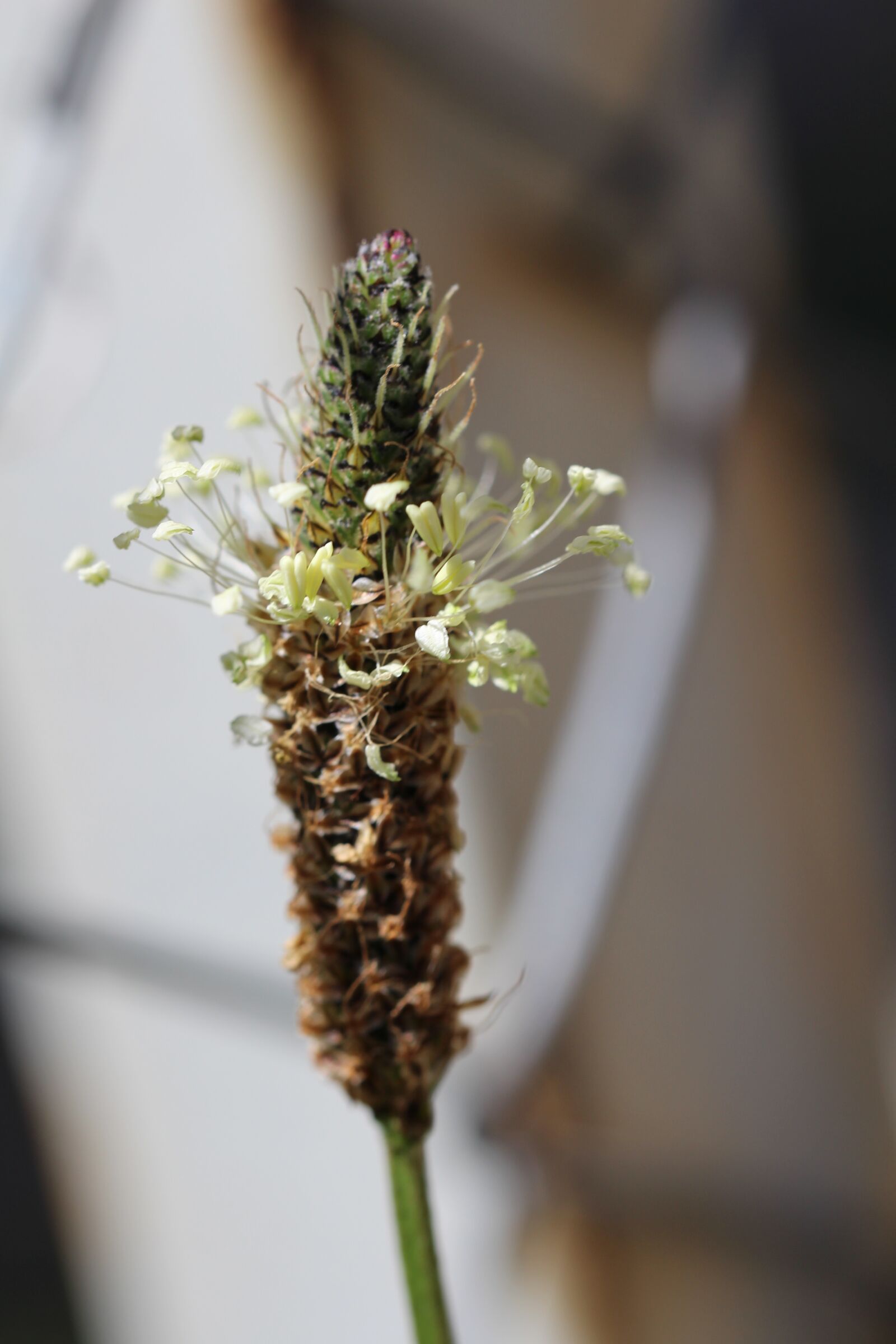 Canon EOS 700D (EOS Rebel T5i / EOS Kiss X7i) sample photo. Plantain, close up, bloom photography