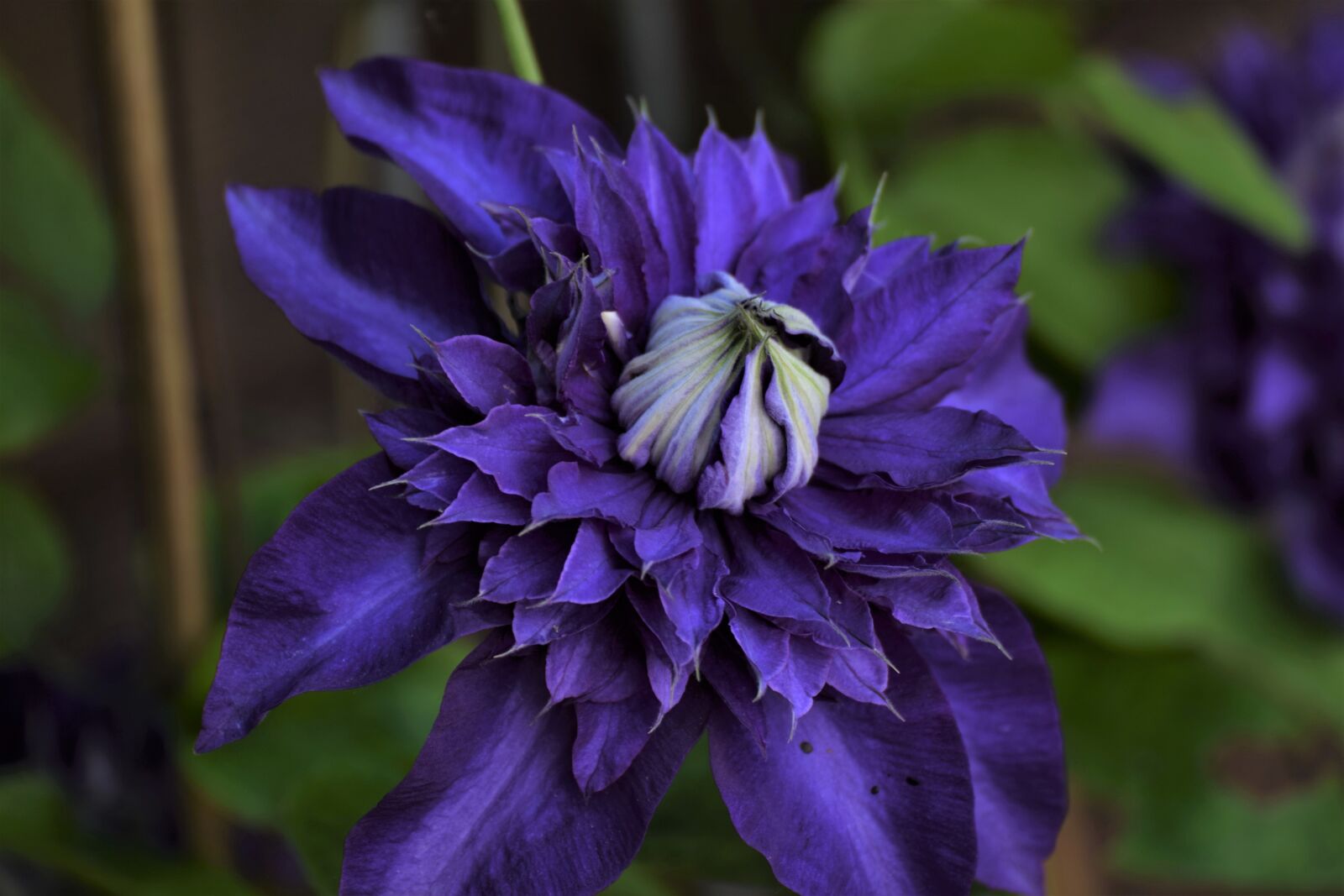 Nikon D3300 sample photo. Clematis, garden plant, botany photography