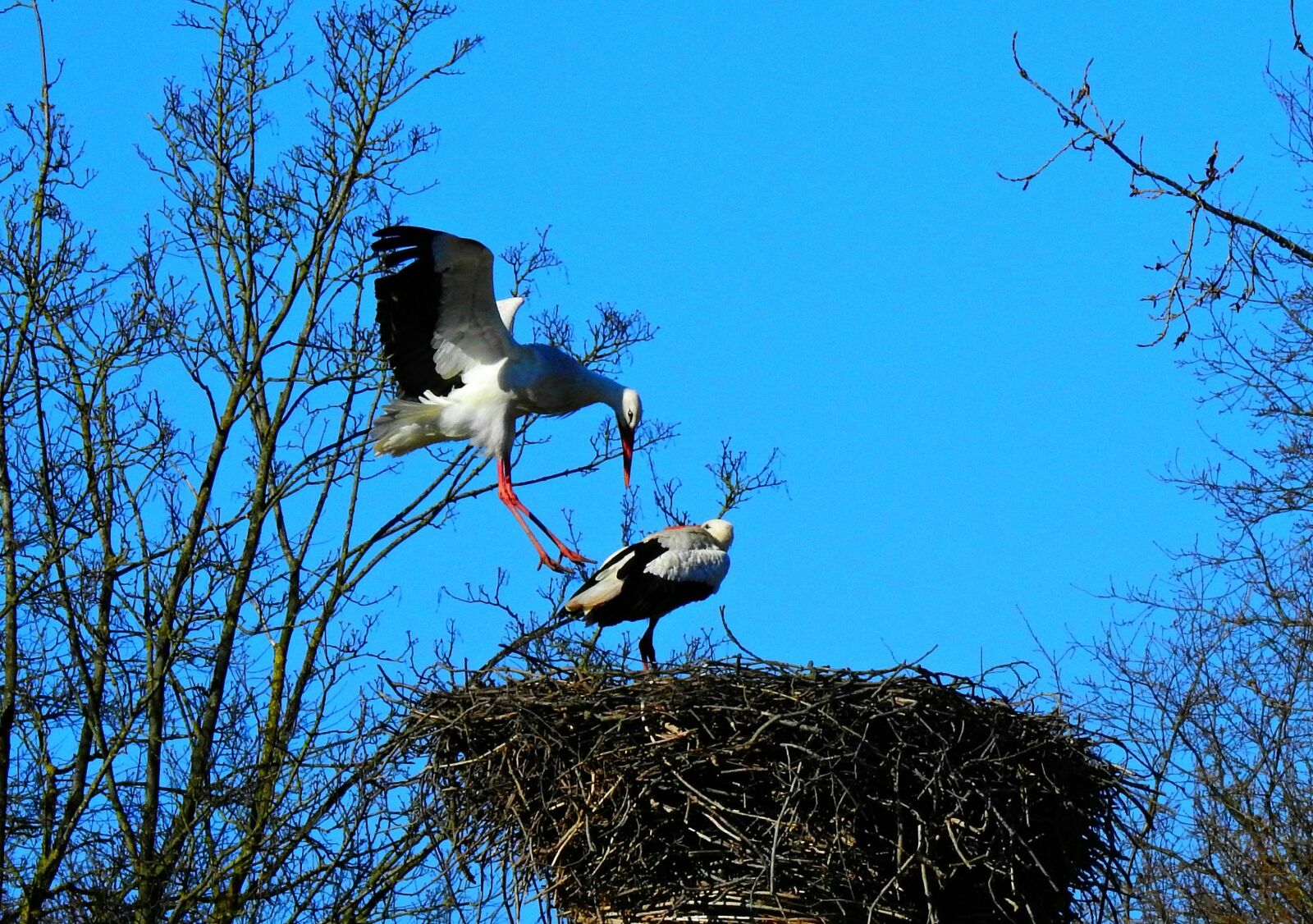 Nikon Coolpix P900 sample photo. Stork, wading bird, animal photography