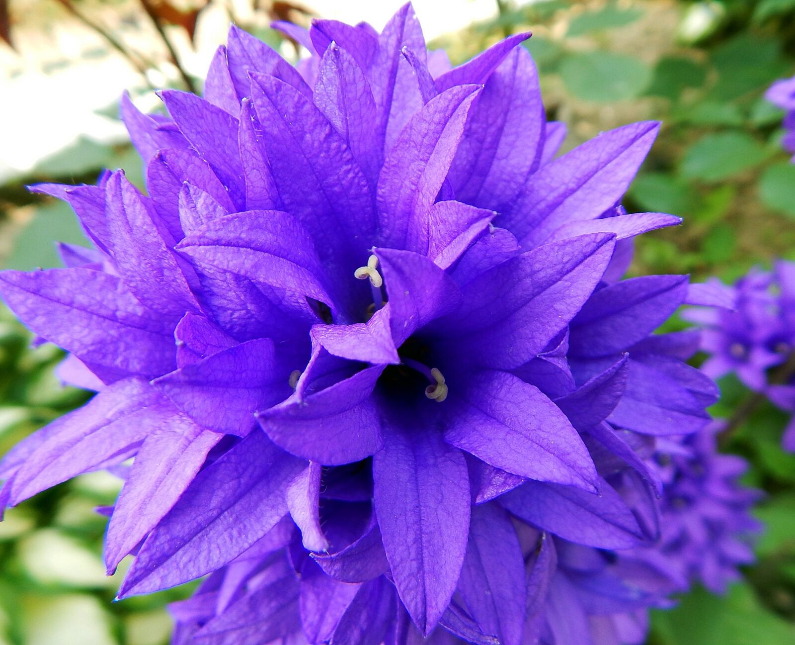 Nikon Coolpix L830 sample photo. Plant, flower, purple photography