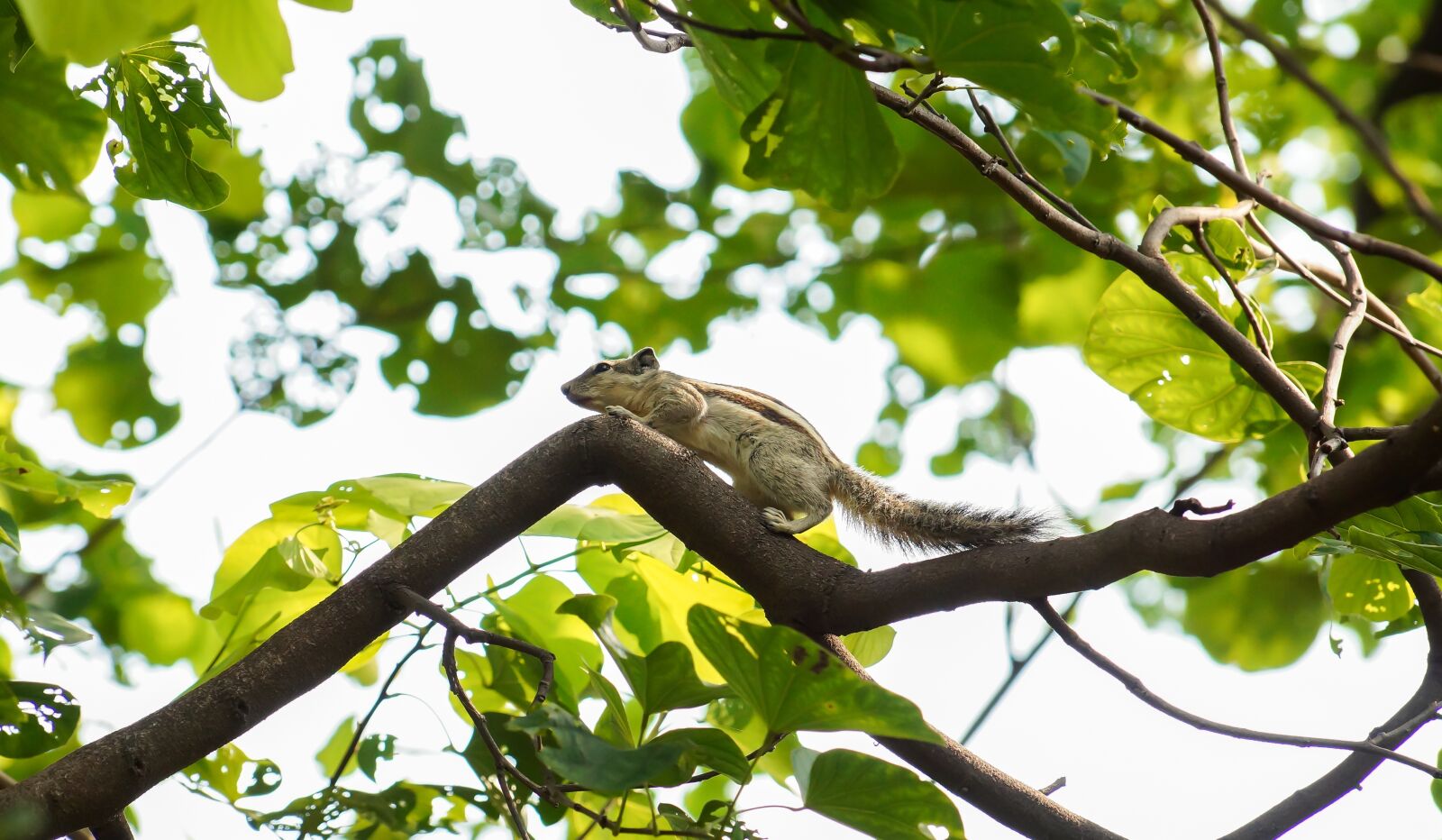 Sony DT 18-135mm F3.5-5.6 SAM sample photo. Squirrel, nature, green photography
