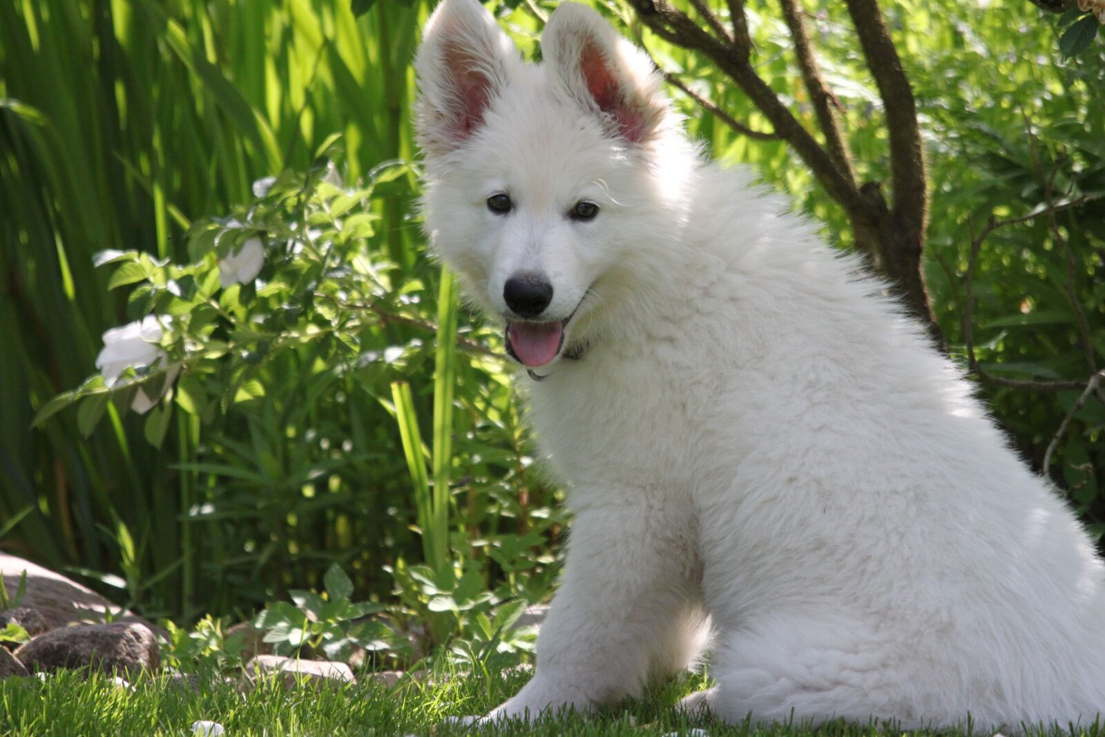 Canon EOS 500D (EOS Rebel T1i / EOS Kiss X3) sample photo. Dog, puppy, swiss white photography