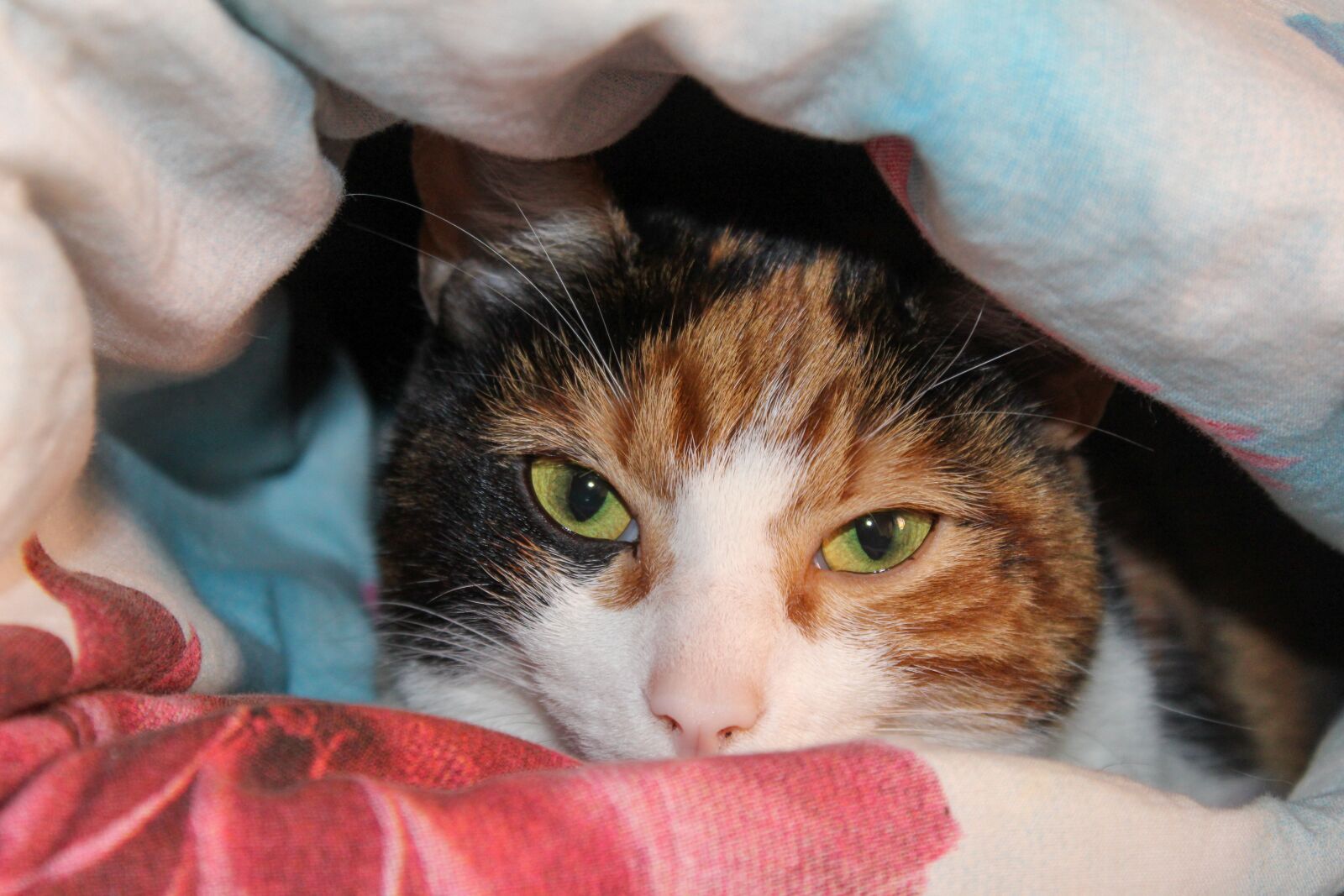 Canon EOS 1200D (EOS Rebel T5 / EOS Kiss X70 / EOS Hi) sample photo. Cat, eyes, feline photography