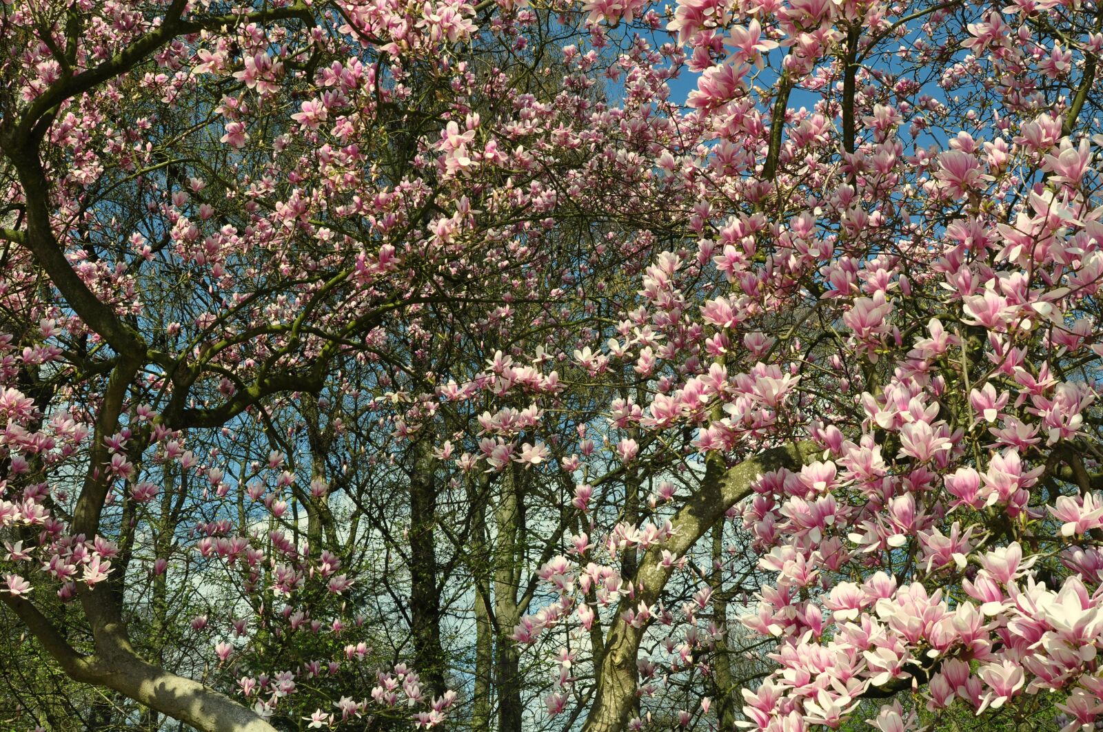 Nikon D90 sample photo. Magnolia, tree, spring photography