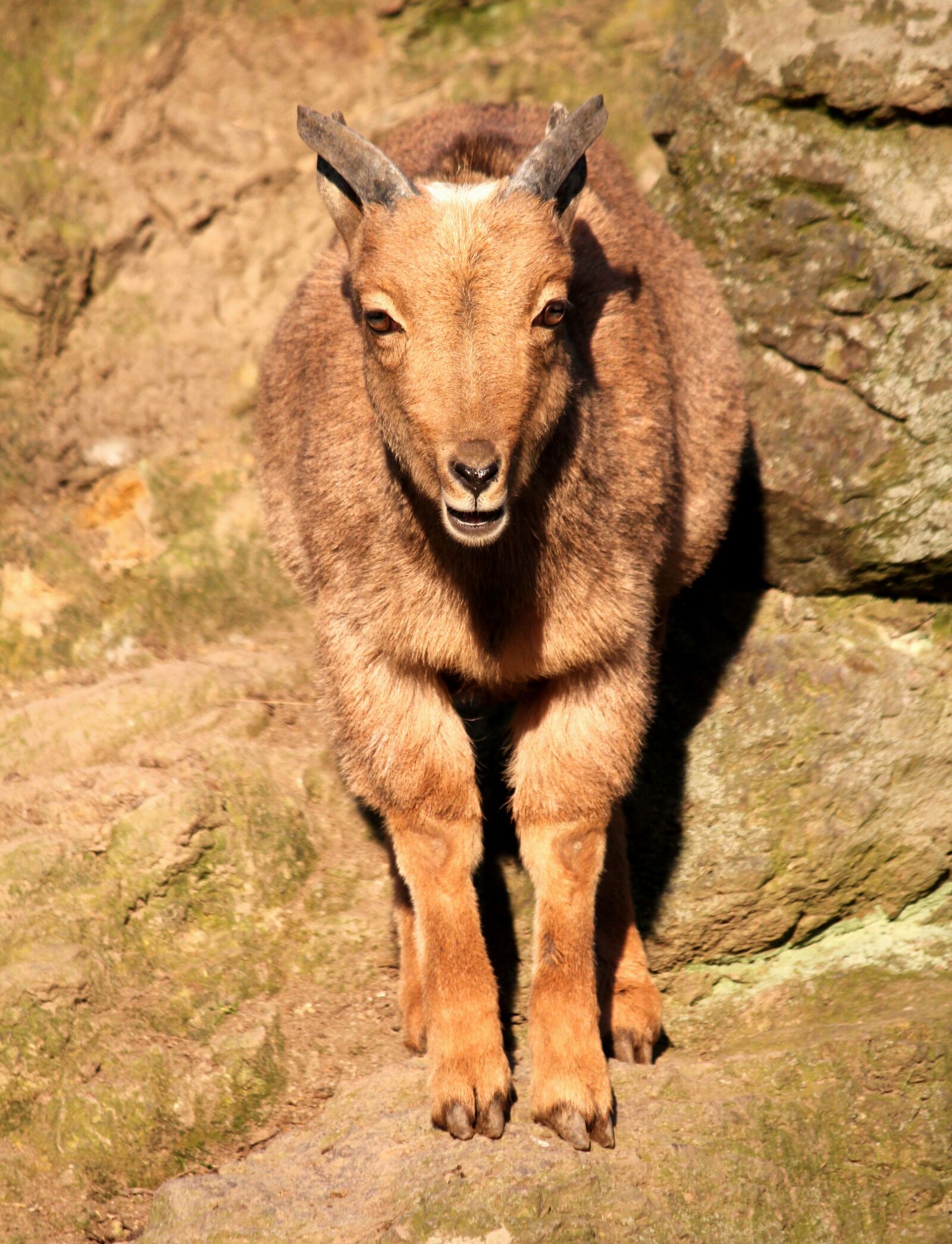 Canon EOS 550D (EOS Rebel T2i / EOS Kiss X4) sample photo. Kid, cub, ibex photography
