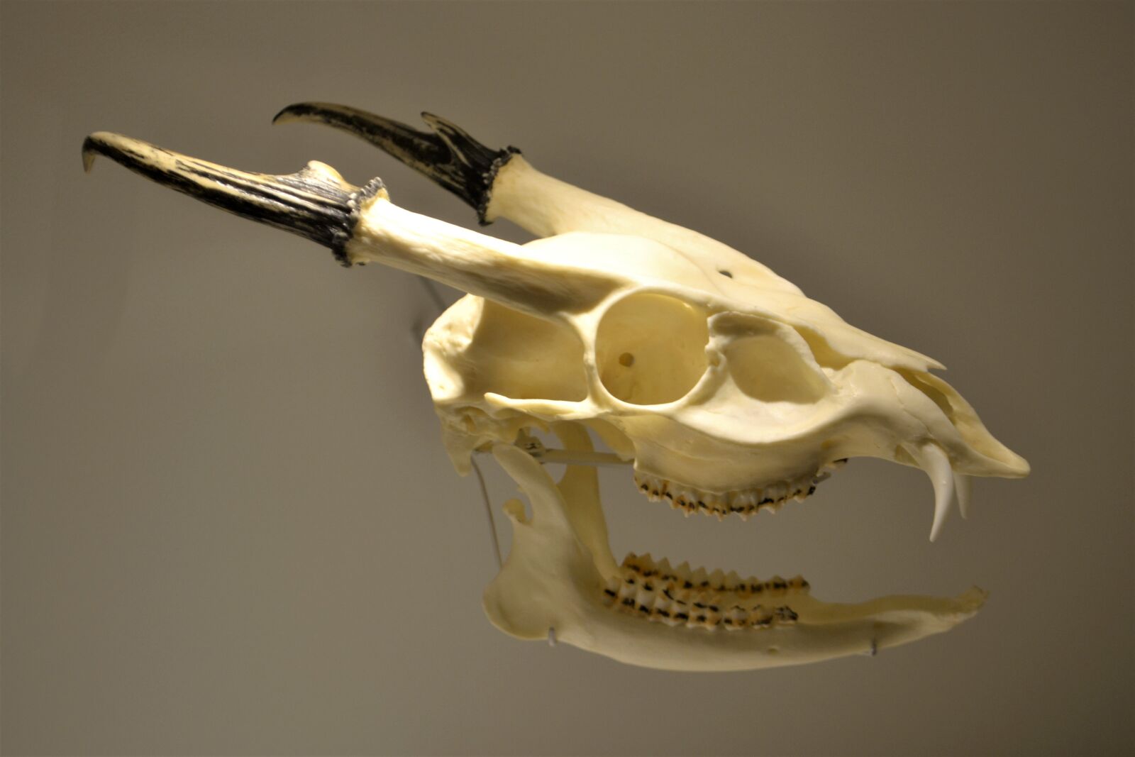 Nikon D3100 sample photo. Fossil, bone, dinosaur photography
