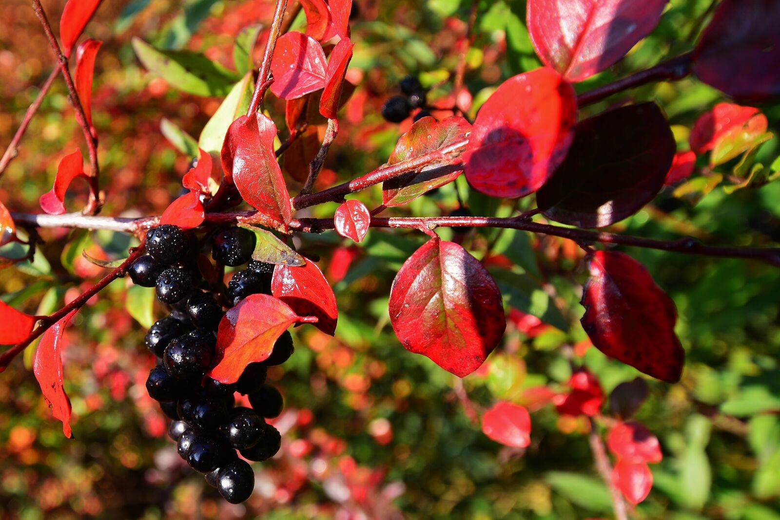 Nikon D5200 sample photo. Autumn, leaves, colorful photography