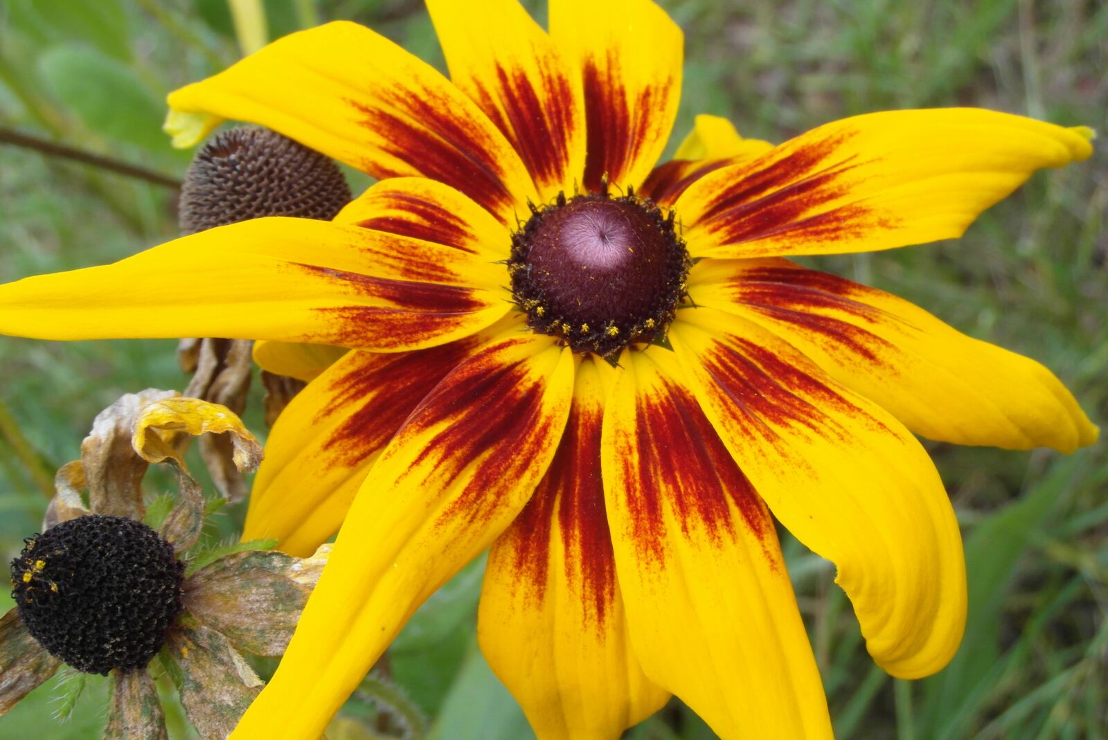 Samsung WB750 sample photo. Rudbekia, flower, garden photography