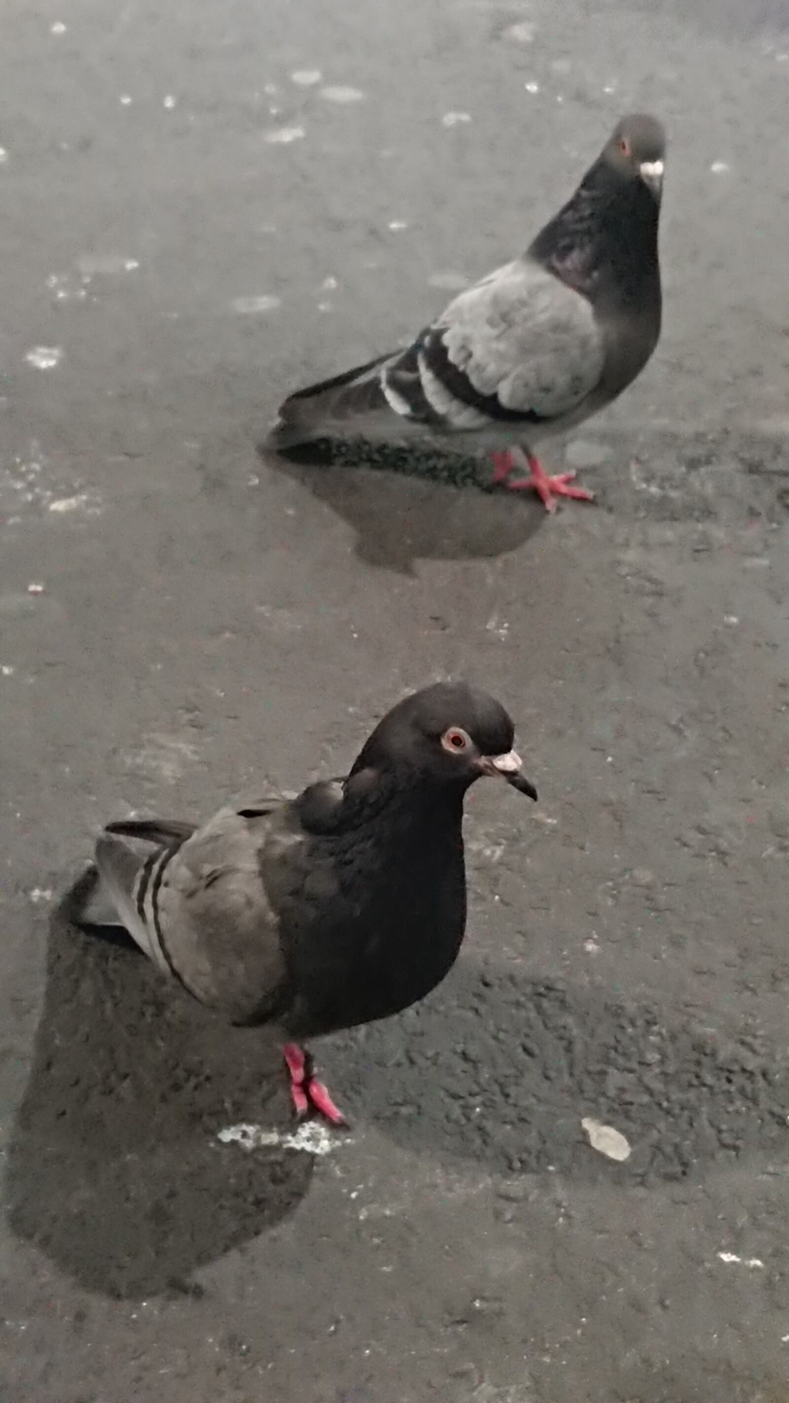 Sony Xperia XZ Premium sample photo. Pigeons, concrete, pigeon photography