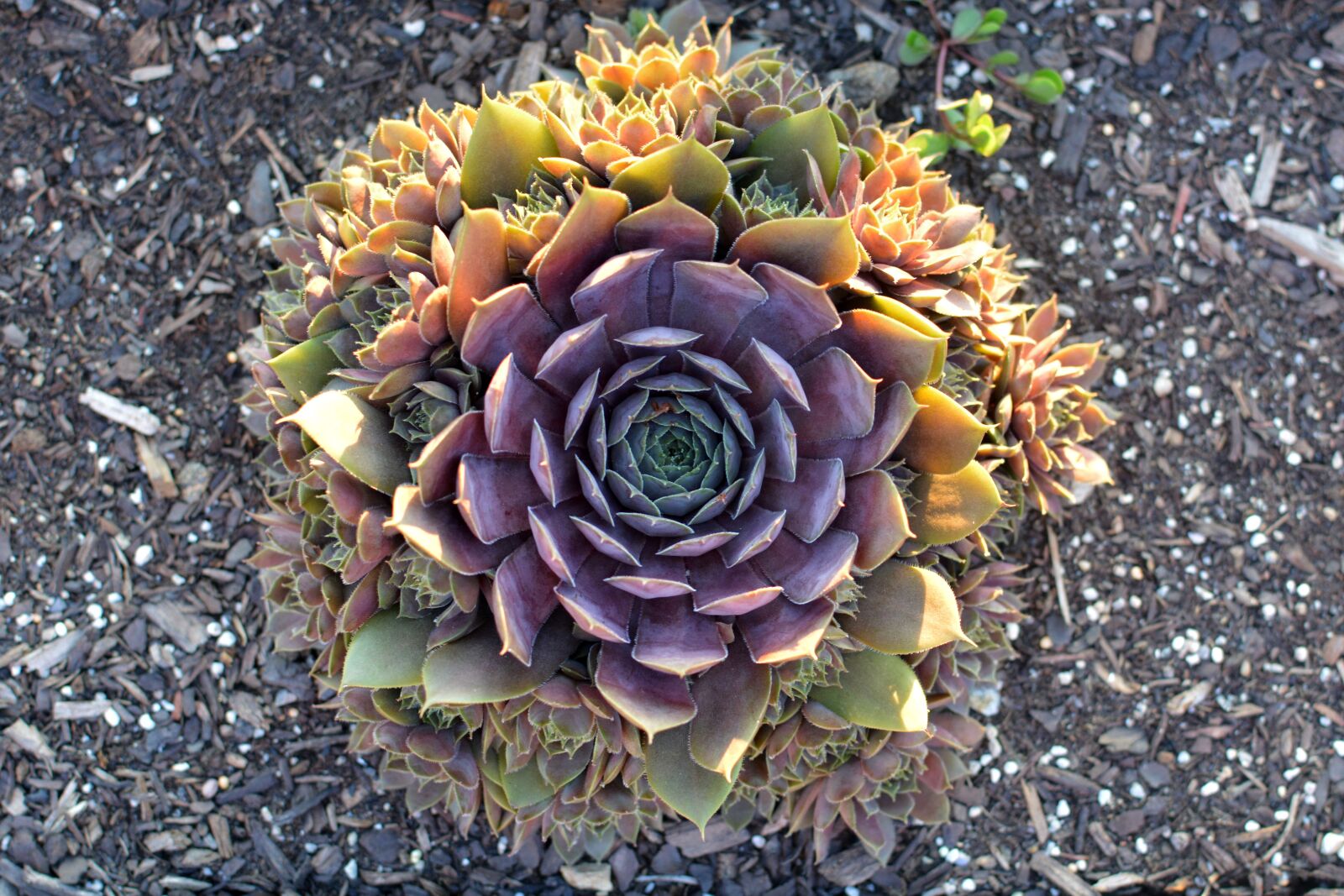 Nikon D5200 sample photo. Succulents, sunset, nature photography