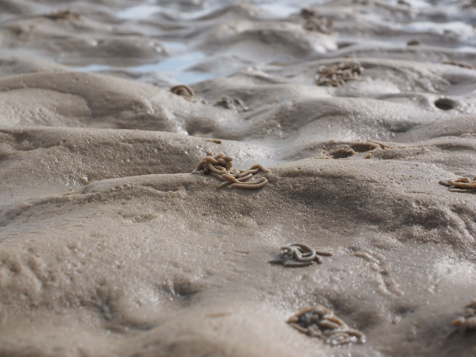 Olympus OM-D E-M1 + Olympus M.Zuiko Digital ED 12-40mm F2.8 Pro sample photo. Watt worm pile, lugworm photography
