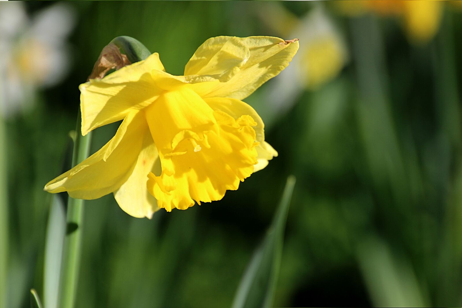 Canon EOS 600D (Rebel EOS T3i / EOS Kiss X5) sample photo. Spring, flower, yellow photography