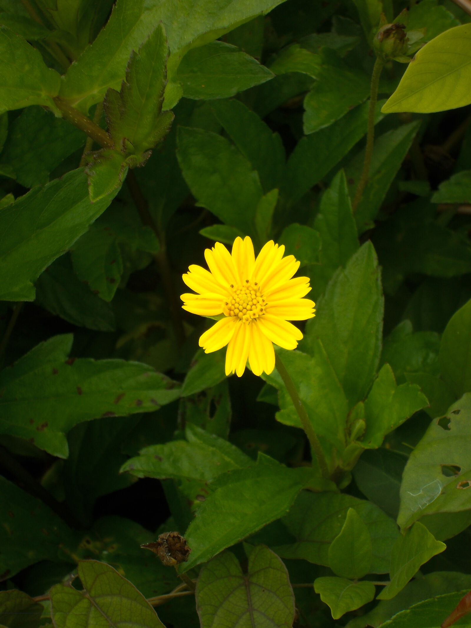 Nikon COOLPIX L25 sample photo