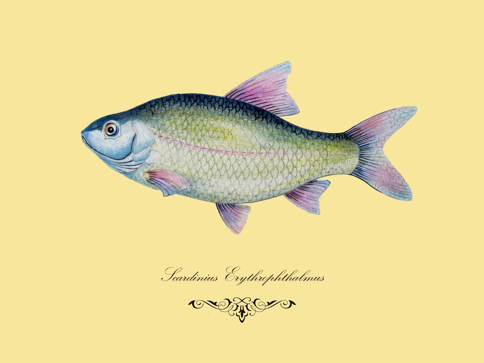 Canon PowerShot SX30 IS sample photo. Fish, drawing, graphics photography