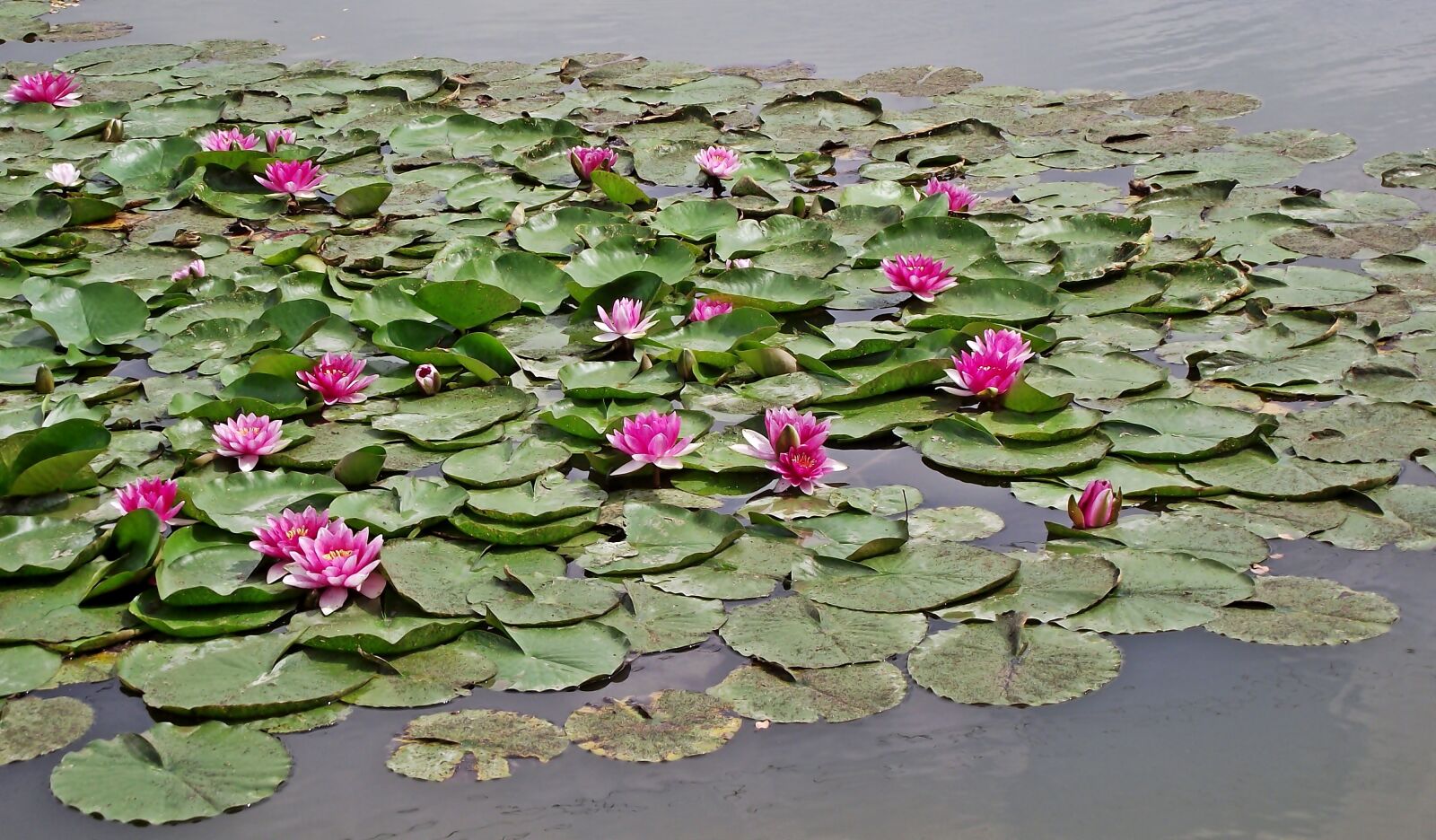 FujiFilm FinePix S1600 (FinePix S1770) sample photo. Water lilies, water lily photography