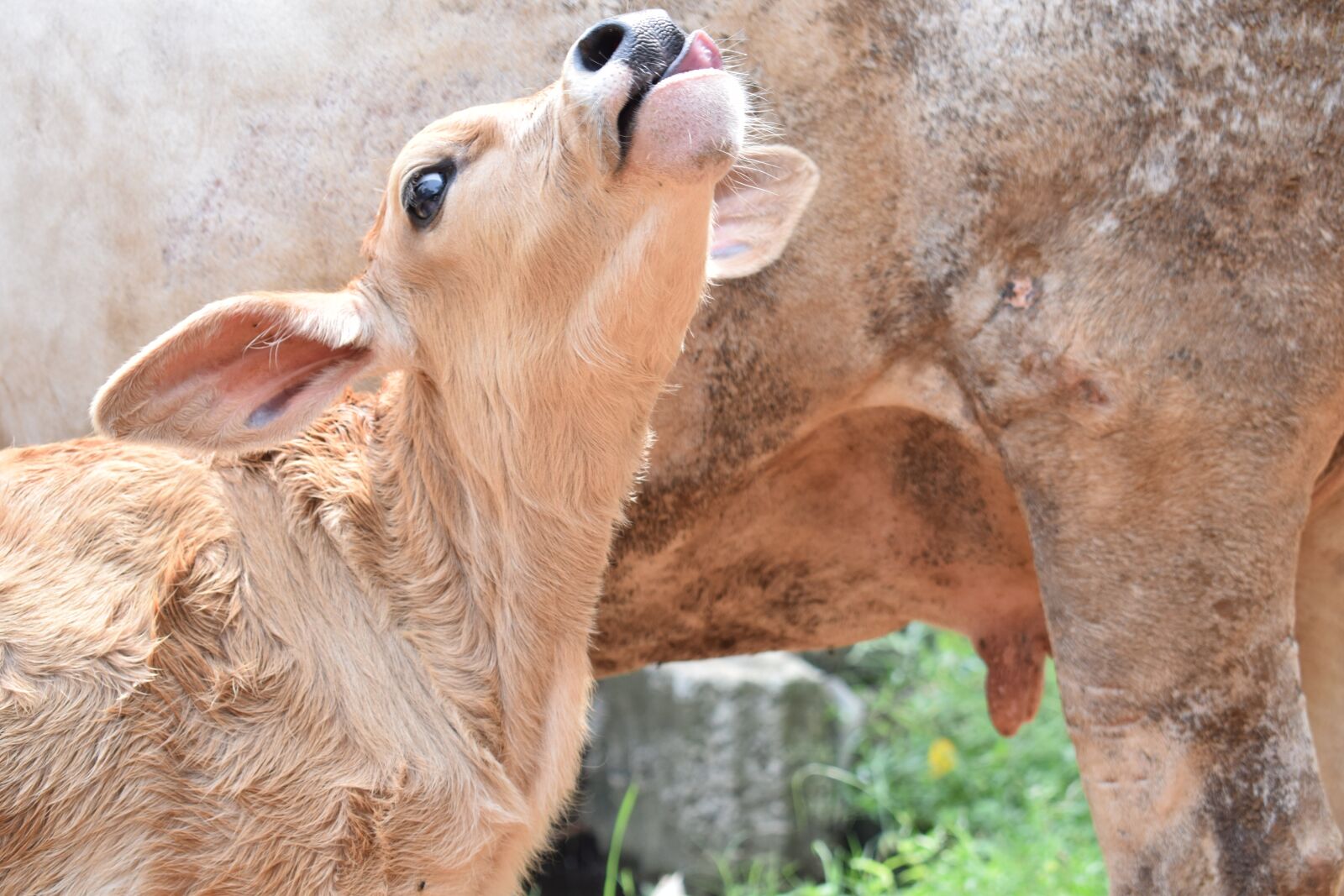 Nikon D5300 sample photo. Cuff, newborn, cow photography