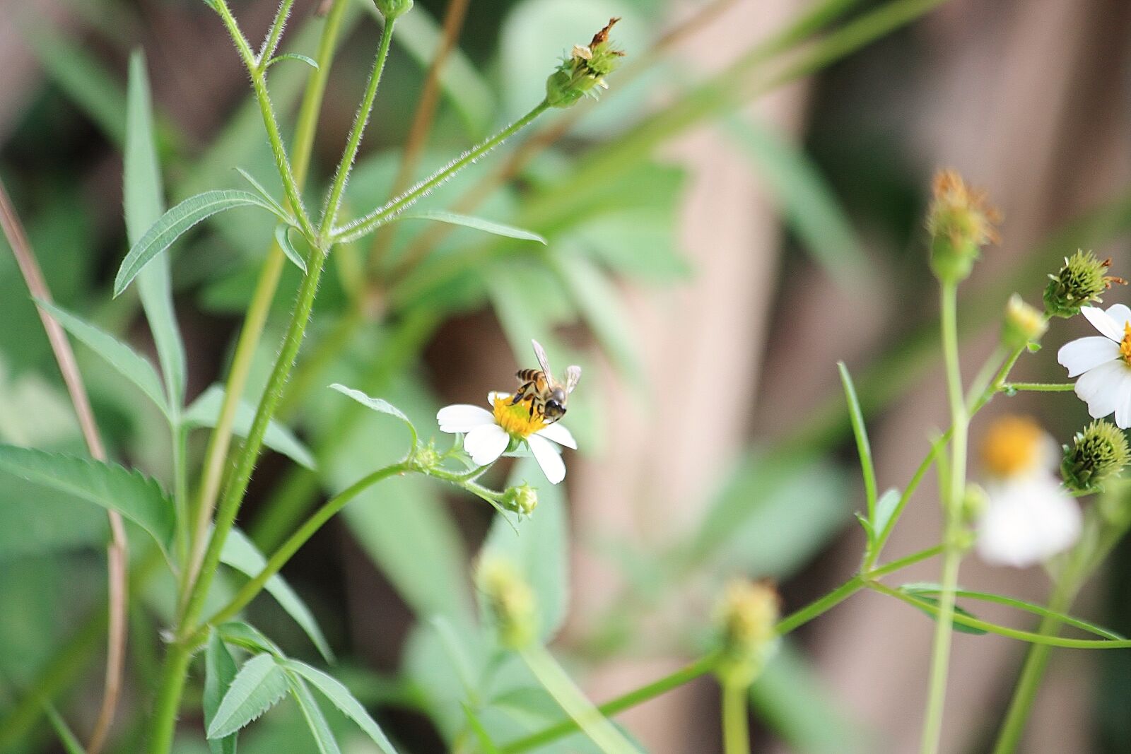 Canon EOS 1000D (EOS Digital Rebel XS / EOS Kiss F) sample photo. Bees, leaf, zoom photography