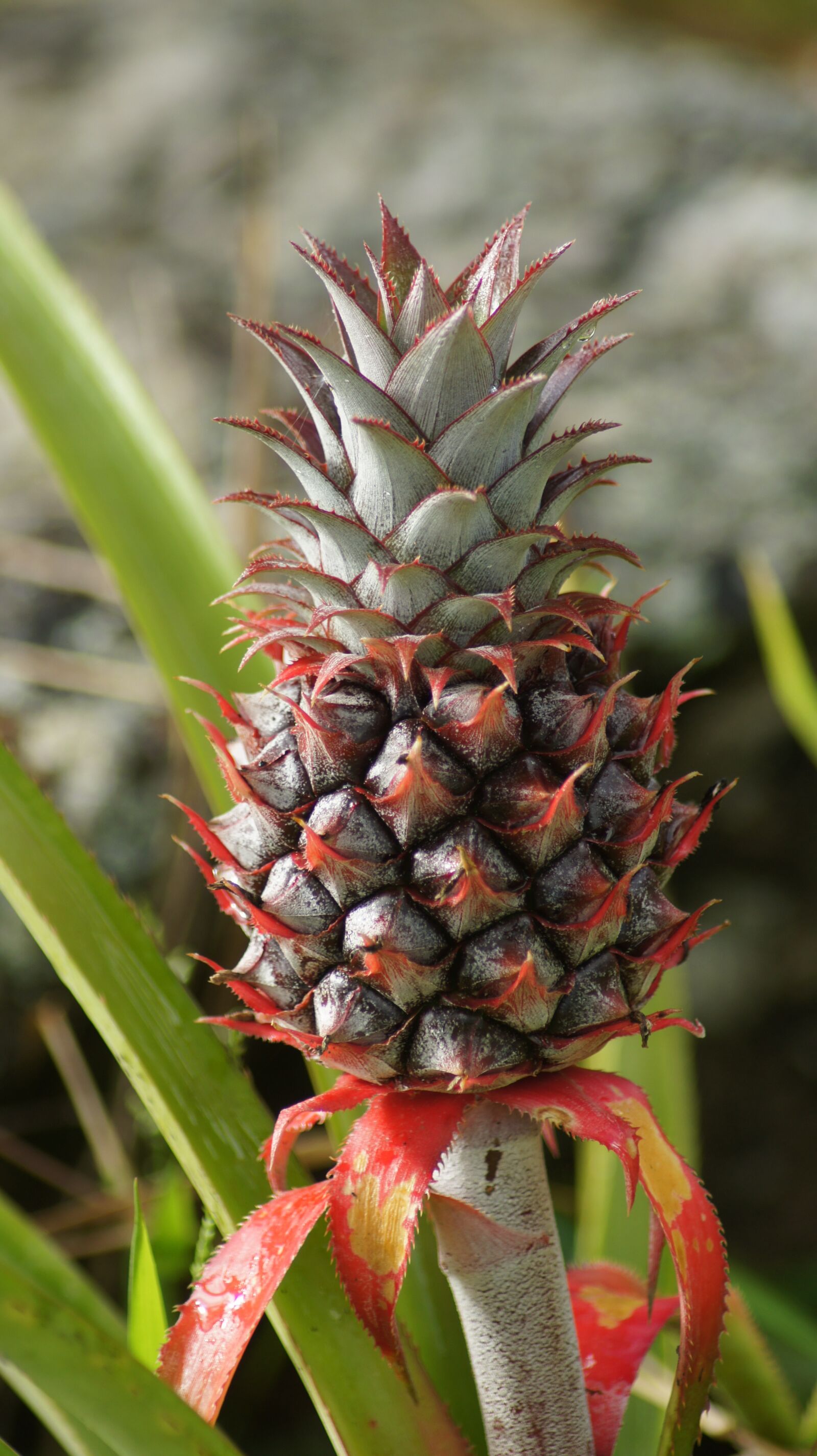 Sony Alpha DSLR-A550 sample photo. Pineapple, organic, fruit photography