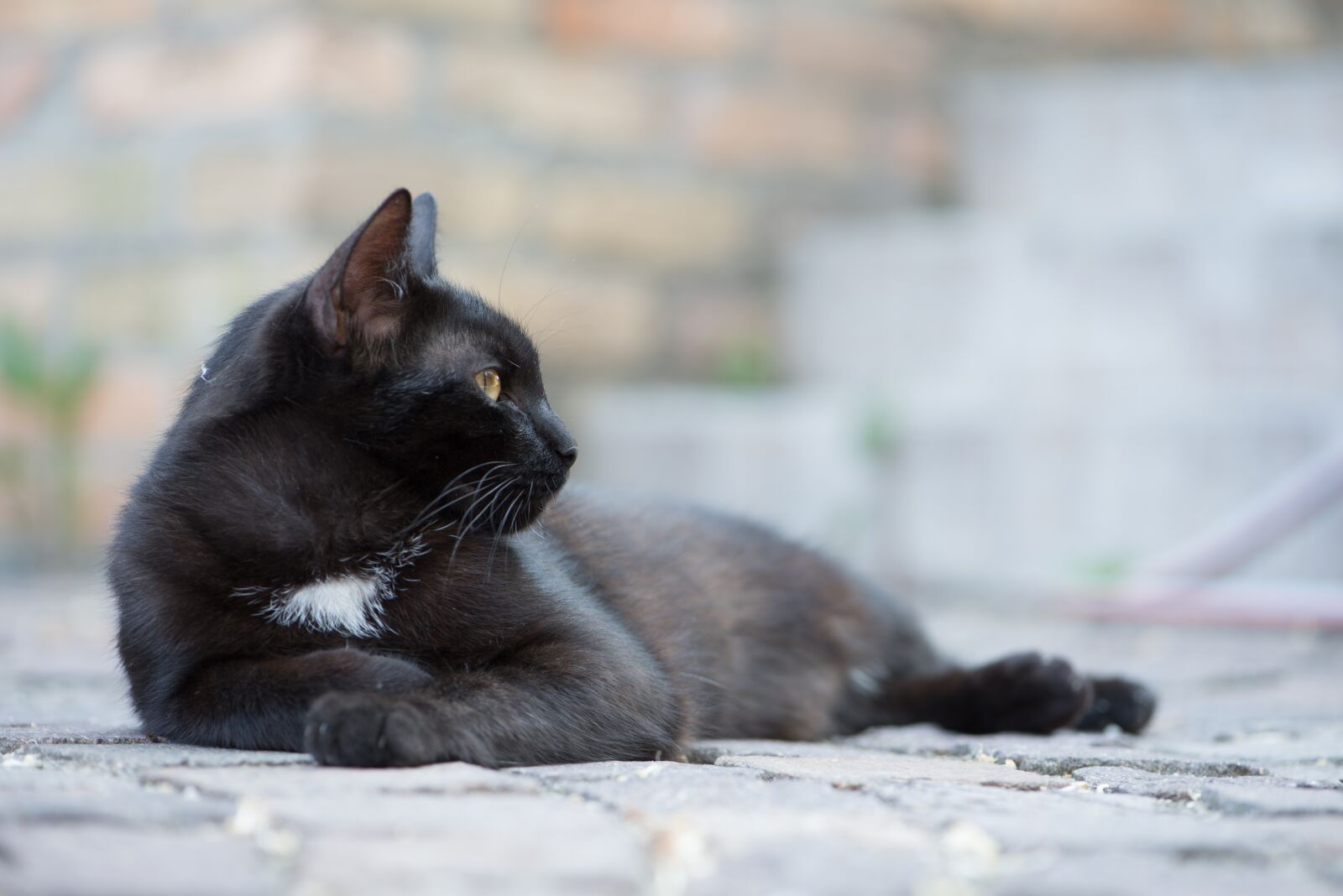 Nikon D750 sample photo. Domestic cat, black cat photography