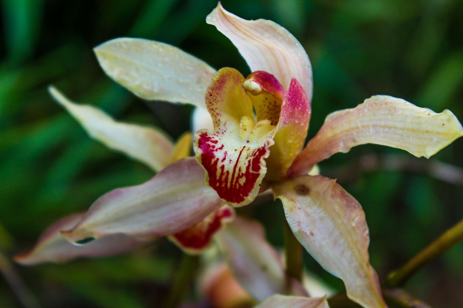 Canon EOS 1300D (EOS Rebel T6 / EOS Kiss X80) sample photo. Cymbidium, flower, orchid photography
