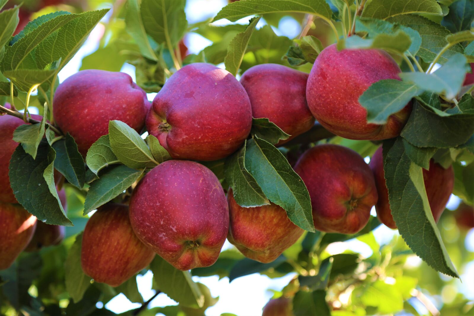 Canon EF 24-105mm F4L IS USM sample photo. Apple, fruit, garden photography