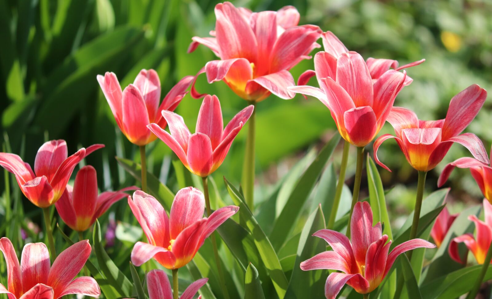 Canon EOS 200D (EOS Rebel SL2 / EOS Kiss X9) sample photo. Tulips, tulipa, schnittblume photography