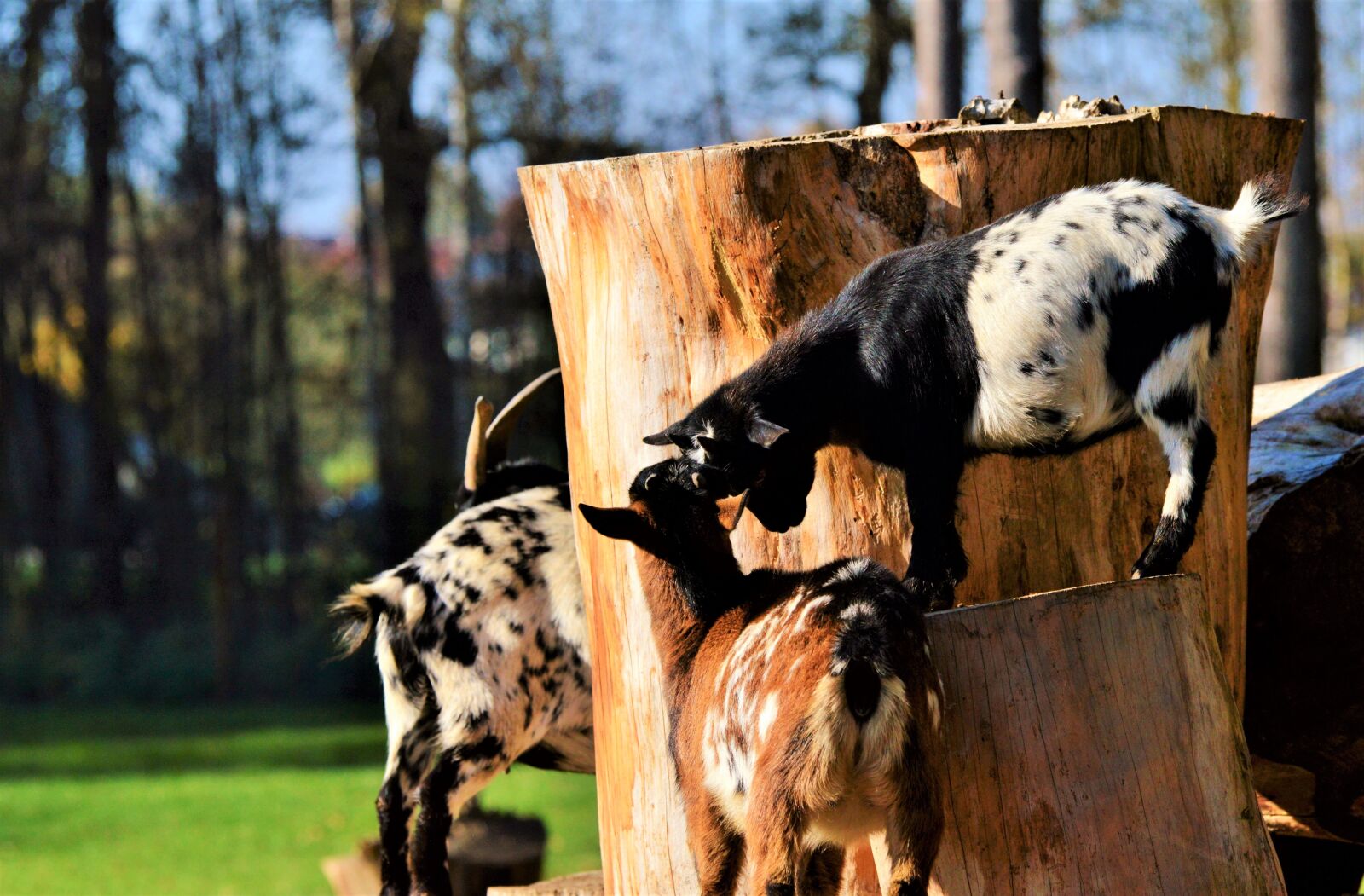 Nikon D3200 sample photo. Goat, livestock, billy goat photography