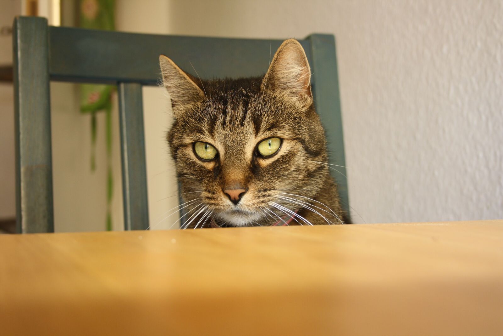 Canon EOS 1000D (EOS Digital Rebel XS / EOS Kiss F) sample photo. Cat, cool cat, cat photography