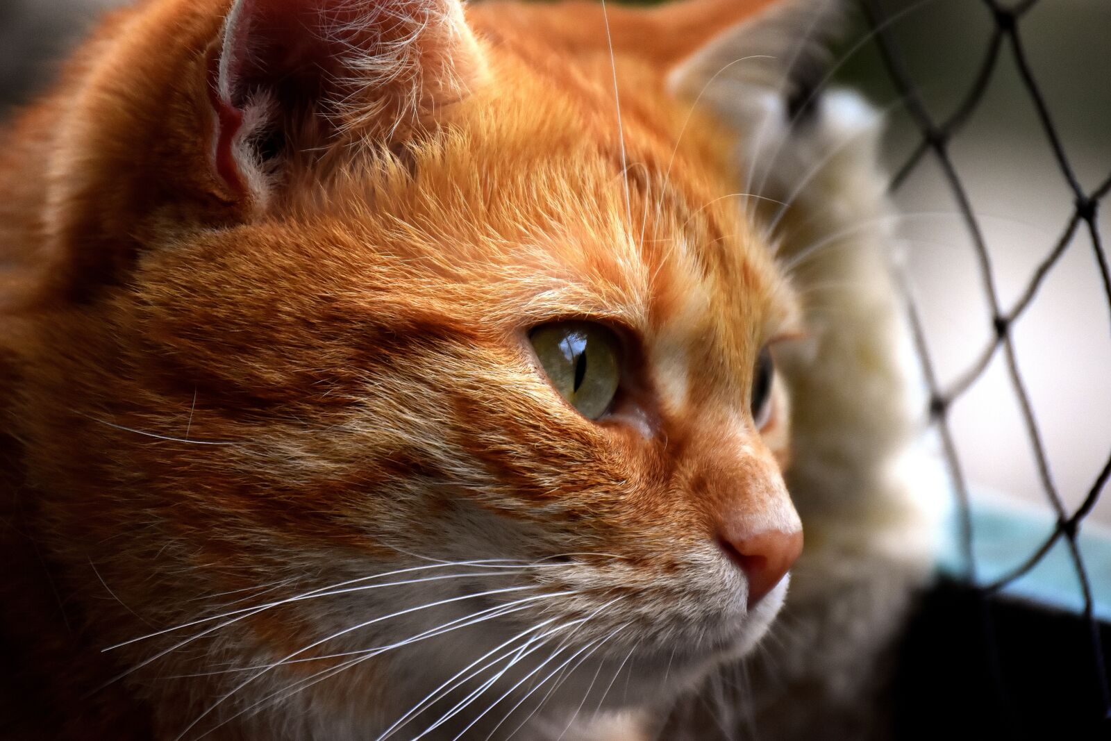 Nikon D7200 sample photo. Cat, mackerel, photograph photography