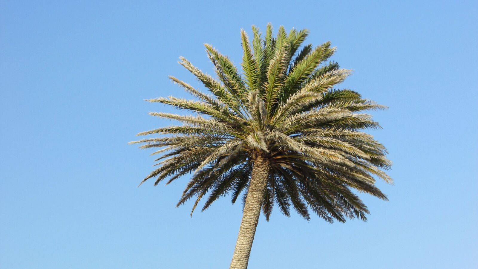 Canon PowerShot SX400 IS sample photo. Palm, sky, tree photography