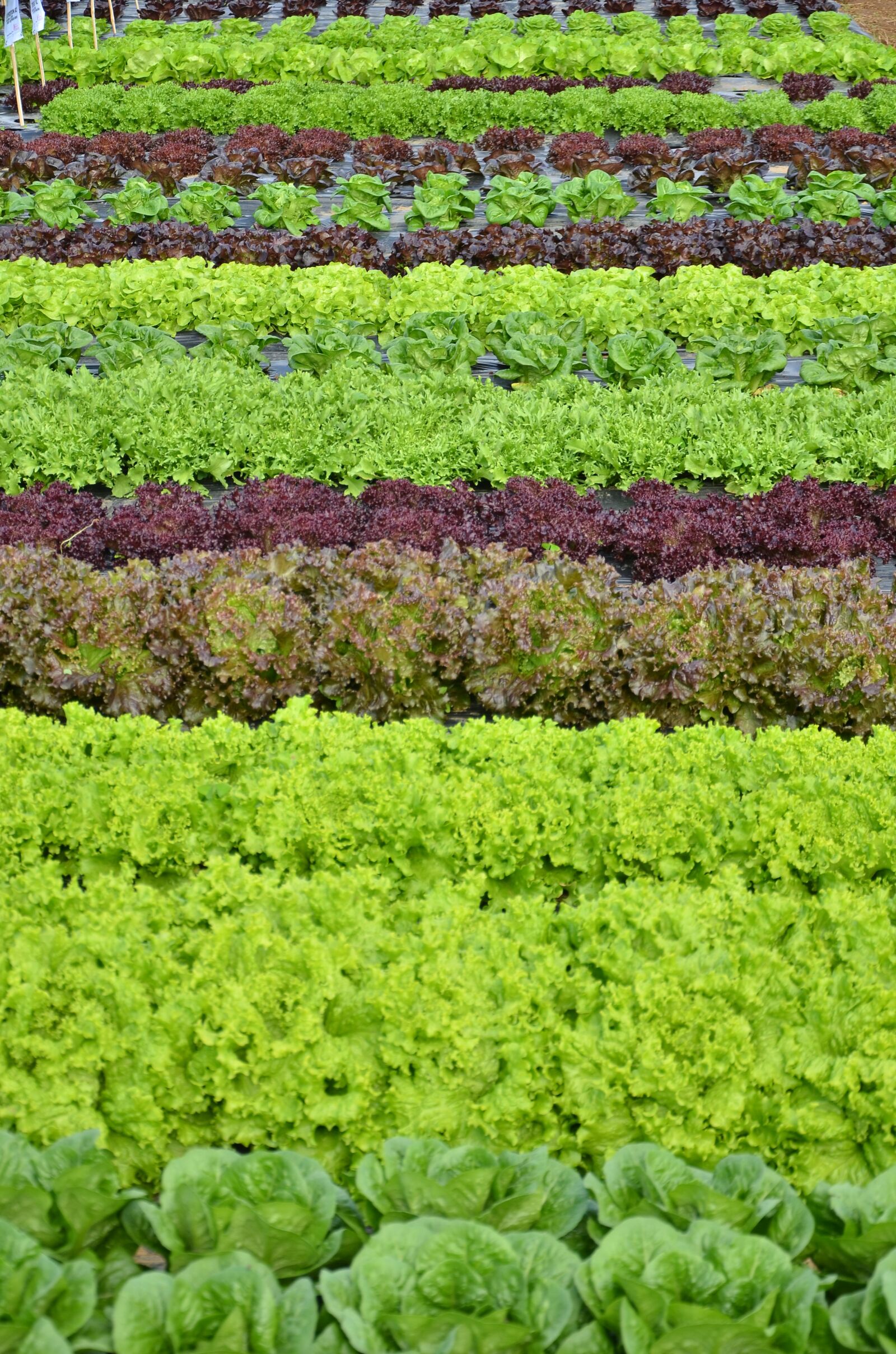Nikon D7000 sample photo. Lettuce, salad, fresh photography