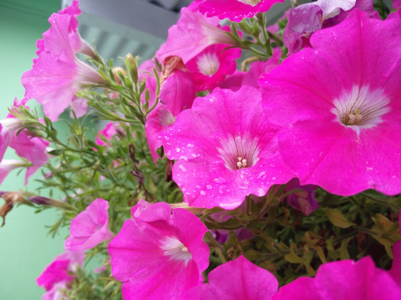 OnePlus 2 sample photo. Pink flower, garden, dew photography