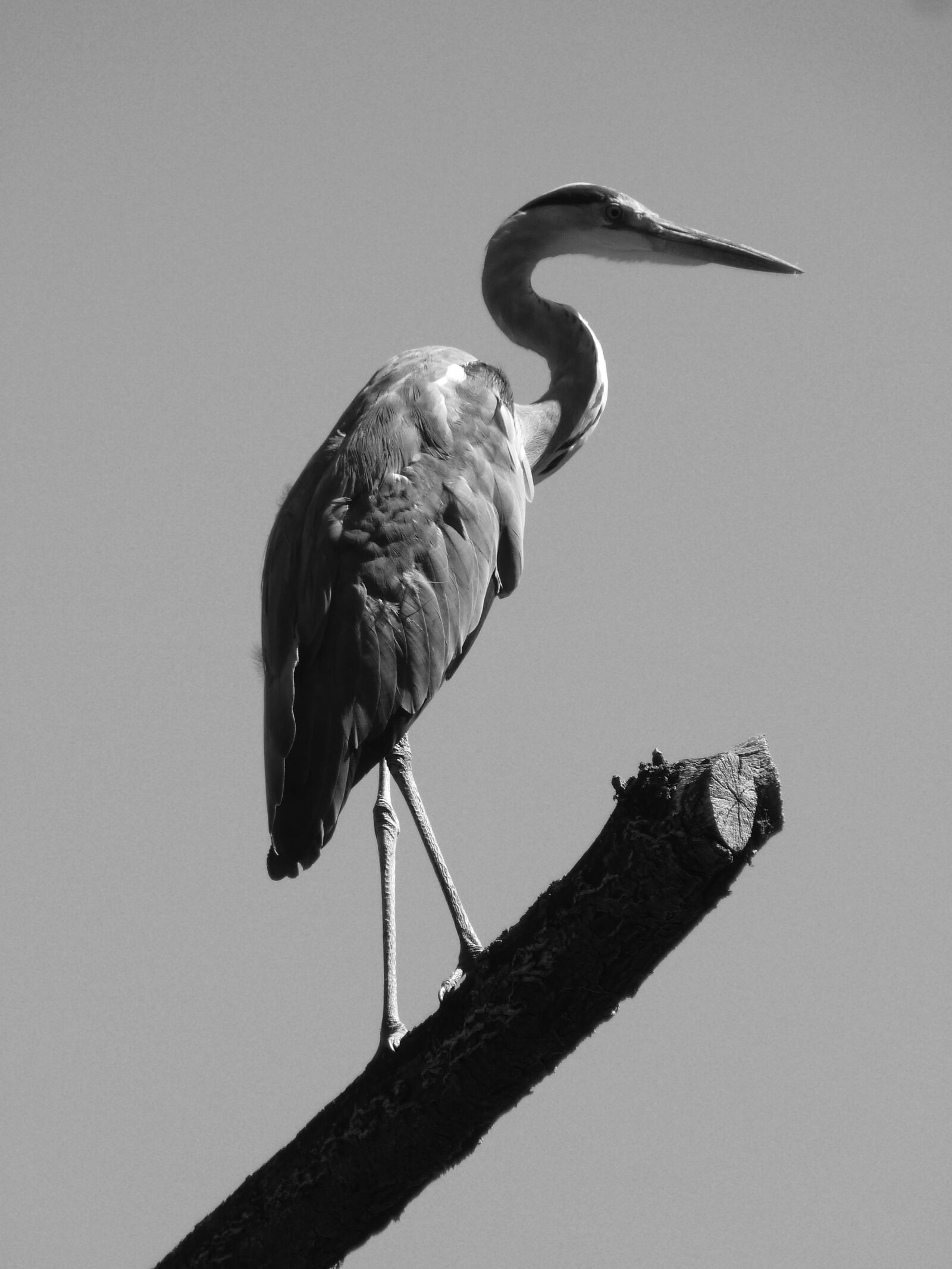 Panasonic Lumix DMC-FZ35 (Lumix DMC-FZ38) sample photo. Heron, silouhette, bill photography