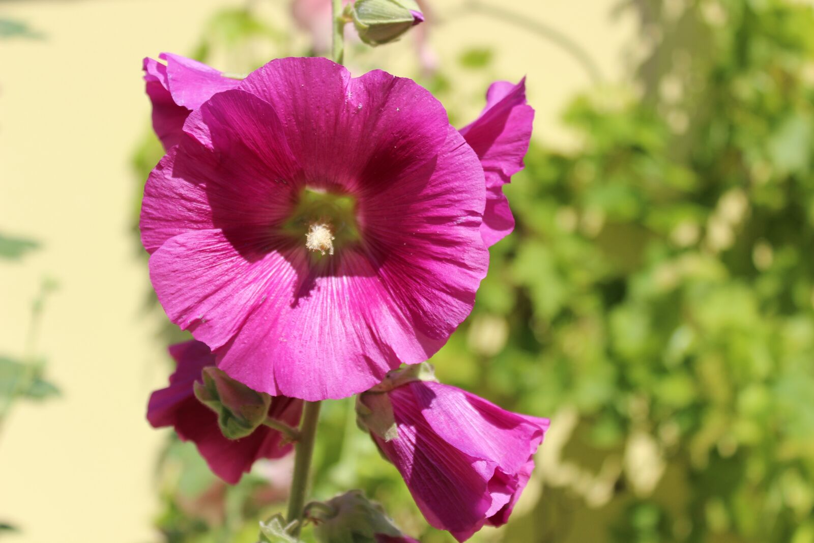 Canon EOS 600D (Rebel EOS T3i / EOS Kiss X5) sample photo. Stock rose, blossom, bloom photography