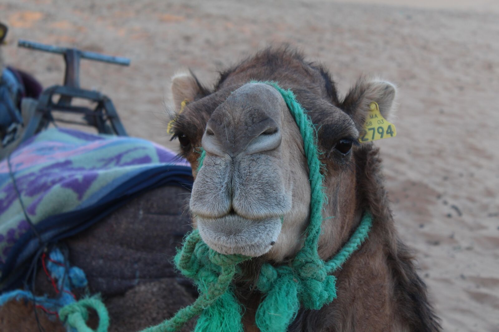 Canon EOS 1300D (EOS Rebel T6 / EOS Kiss X80) sample photo. Camel, portrait, animalia photography