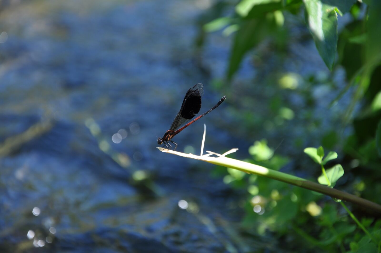 Nikon D90 sample photo. Quentin chong, damselfly, aquatic photography