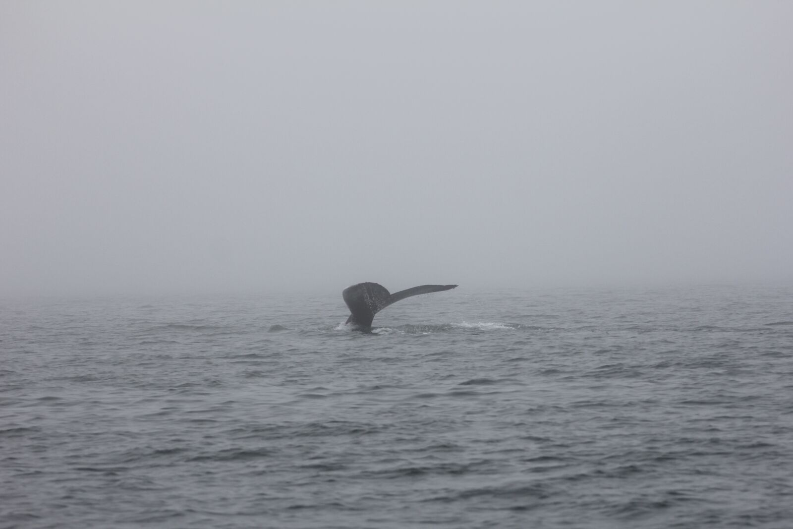Canon EOS 60D sample photo. Whale, quebec, saint laurent photography