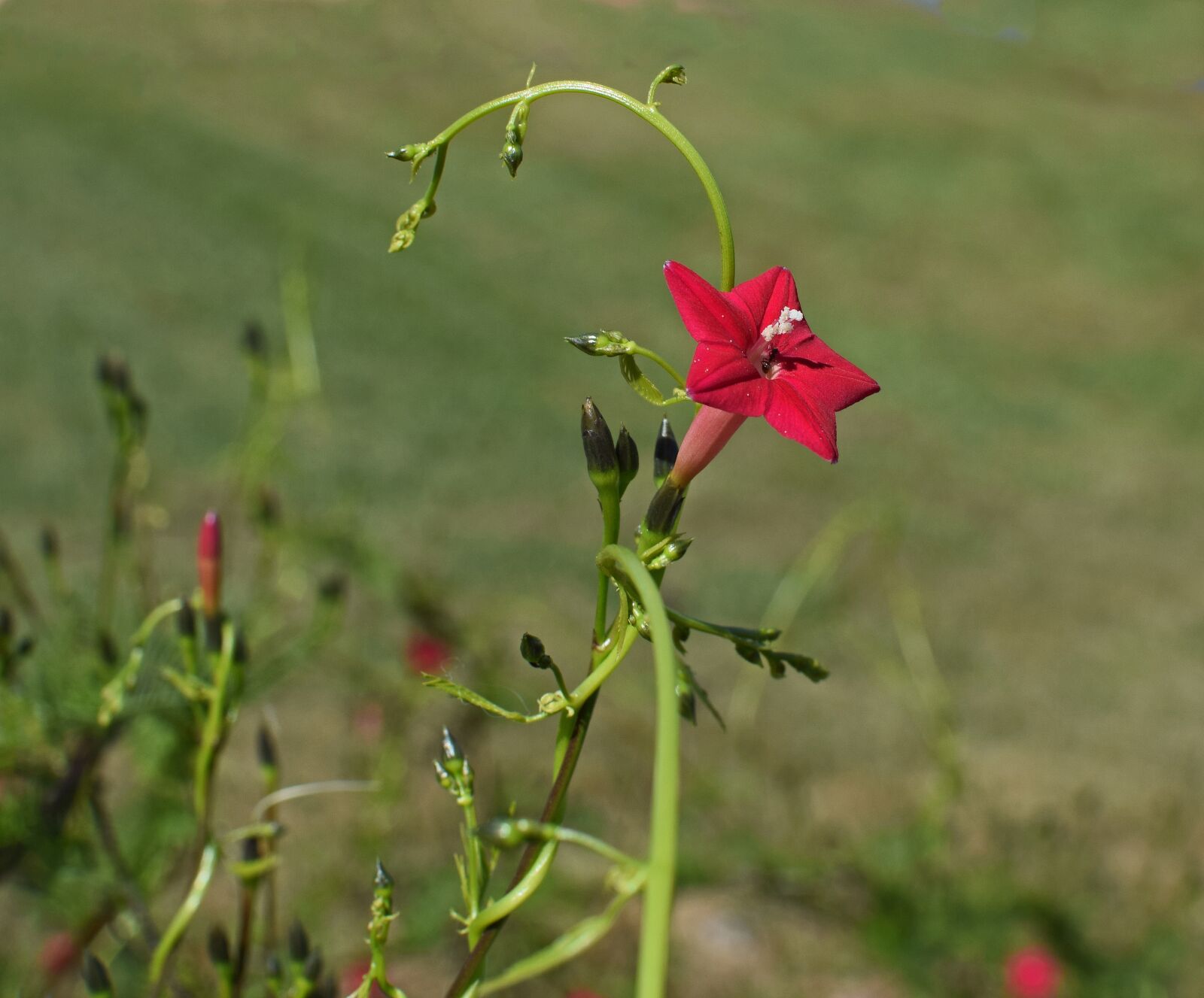 Nikon D3300 sample photo. Red cyprus vine, flower photography