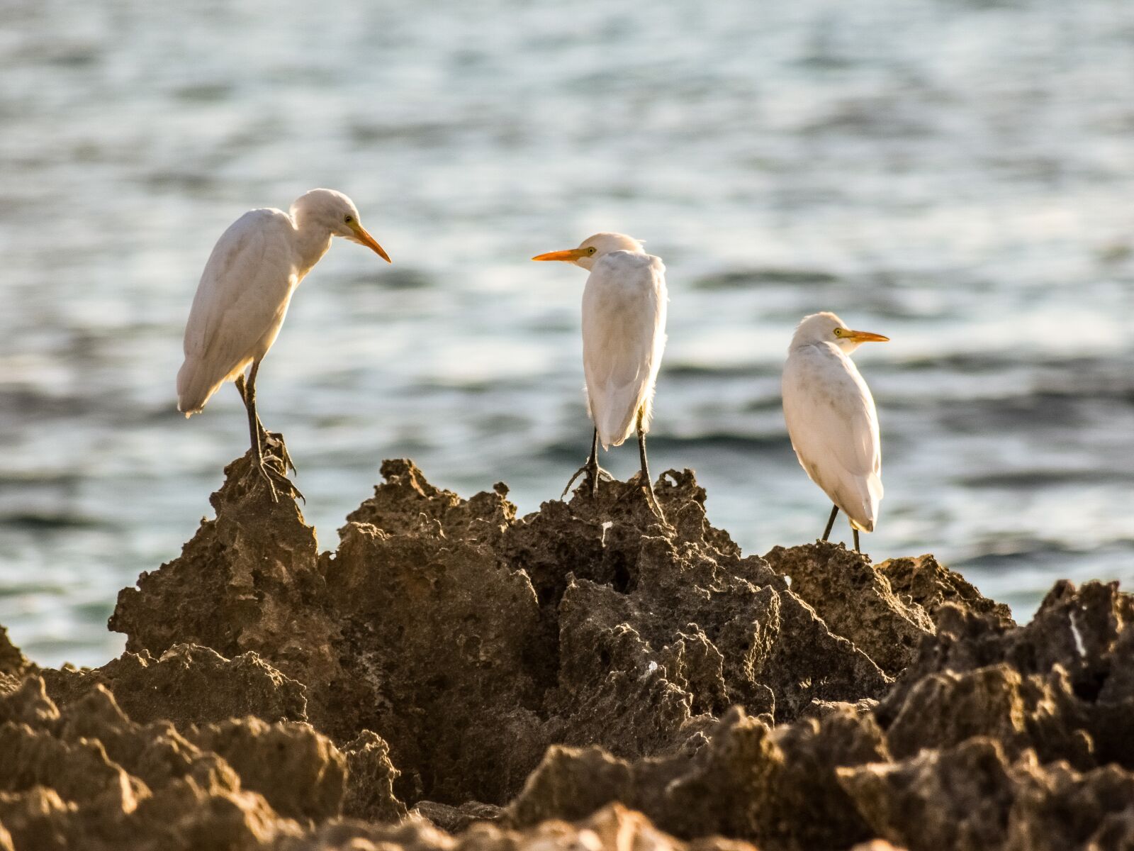 Nikon D3300 sample photo. Sea birds, rock, rocky photography