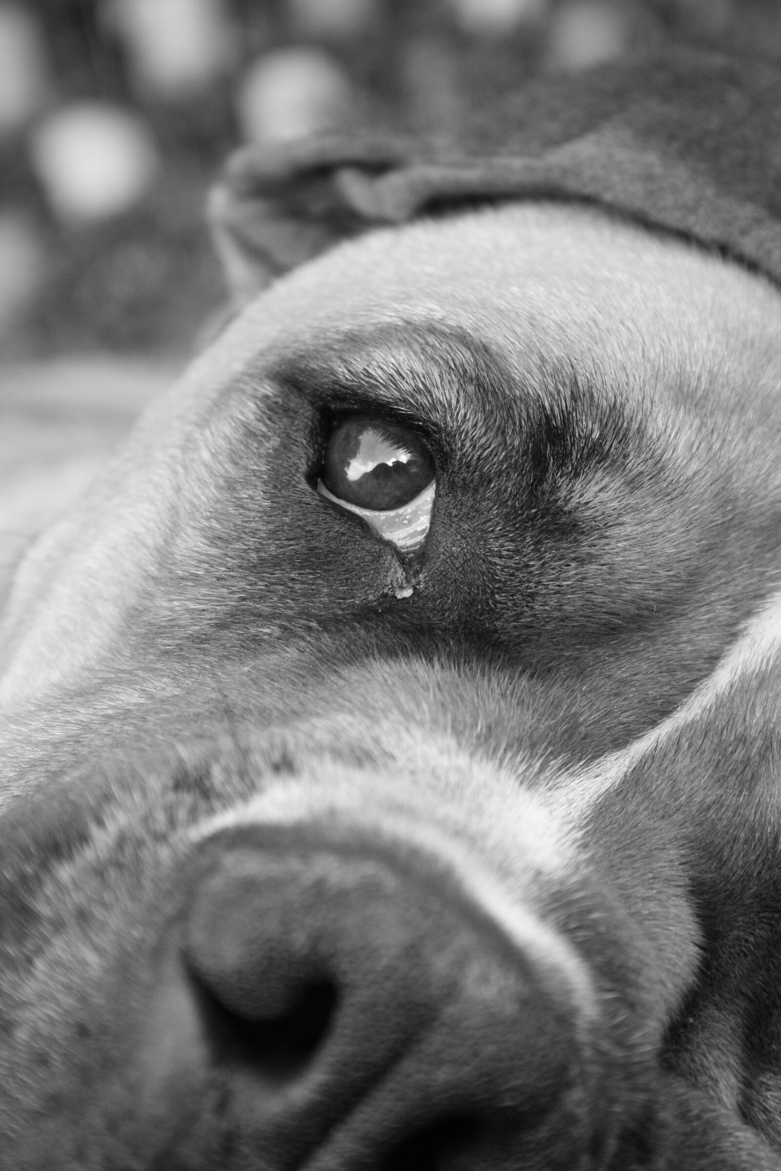 Canon EOS 400D (EOS Digital Rebel XTi / EOS Kiss Digital X) sample photo. Animal, dog, eye photography