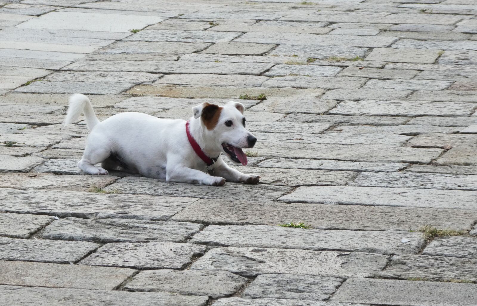 Panasonic DMC-TZ81 sample photo. Dog, venice, patch photography