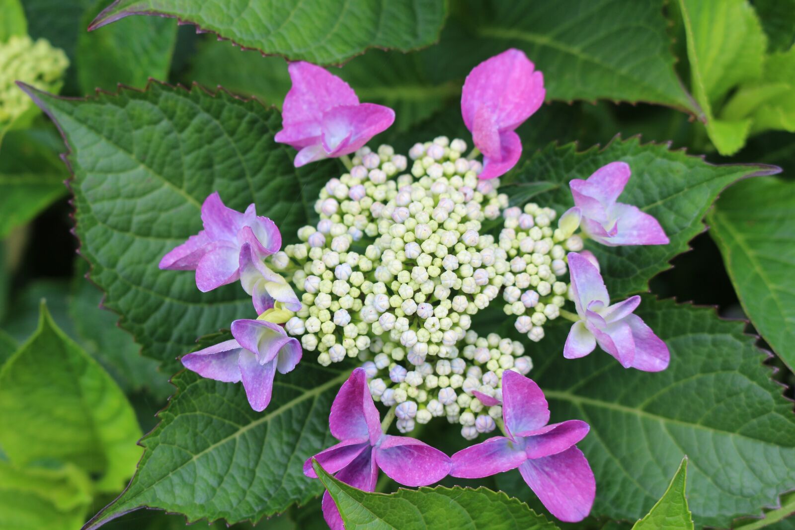 Canon EOS 700D (EOS Rebel T5i / EOS Kiss X7i) sample photo. Plate hydrangea, purple, blossom photography