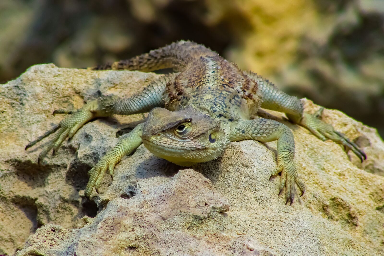 Canon PowerShot SX400 IS sample photo. Reptile, nature, lizard photography
