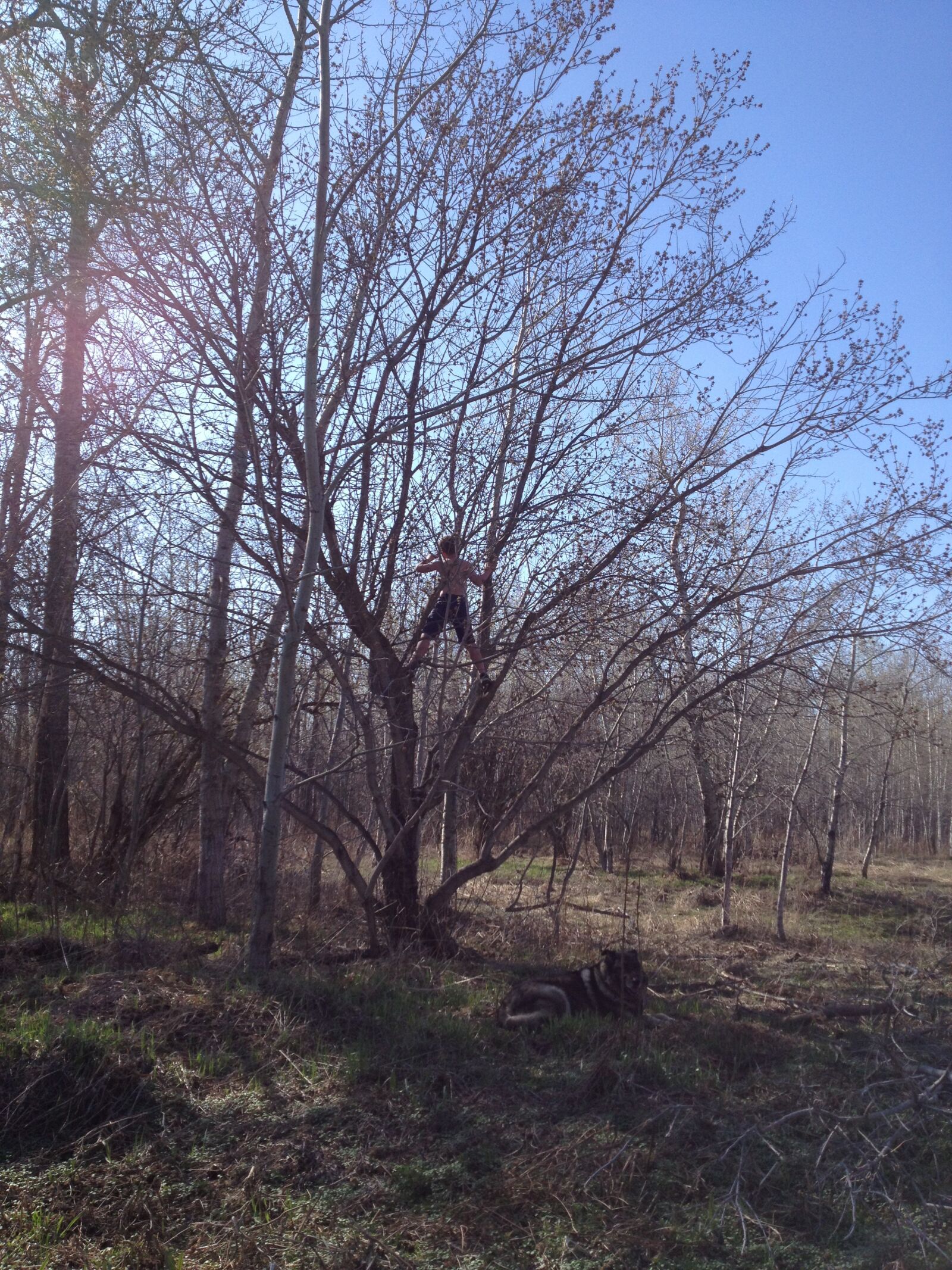 Apple iPhone 4S sample photo. Tree, tree climbing, climb photography